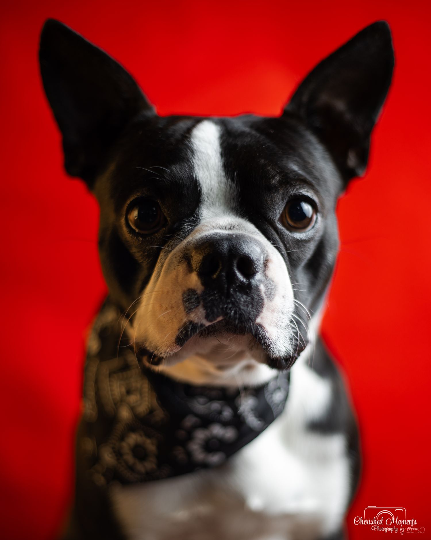 Pet Photography in Laredo Texas by Ana Olvera Photography.