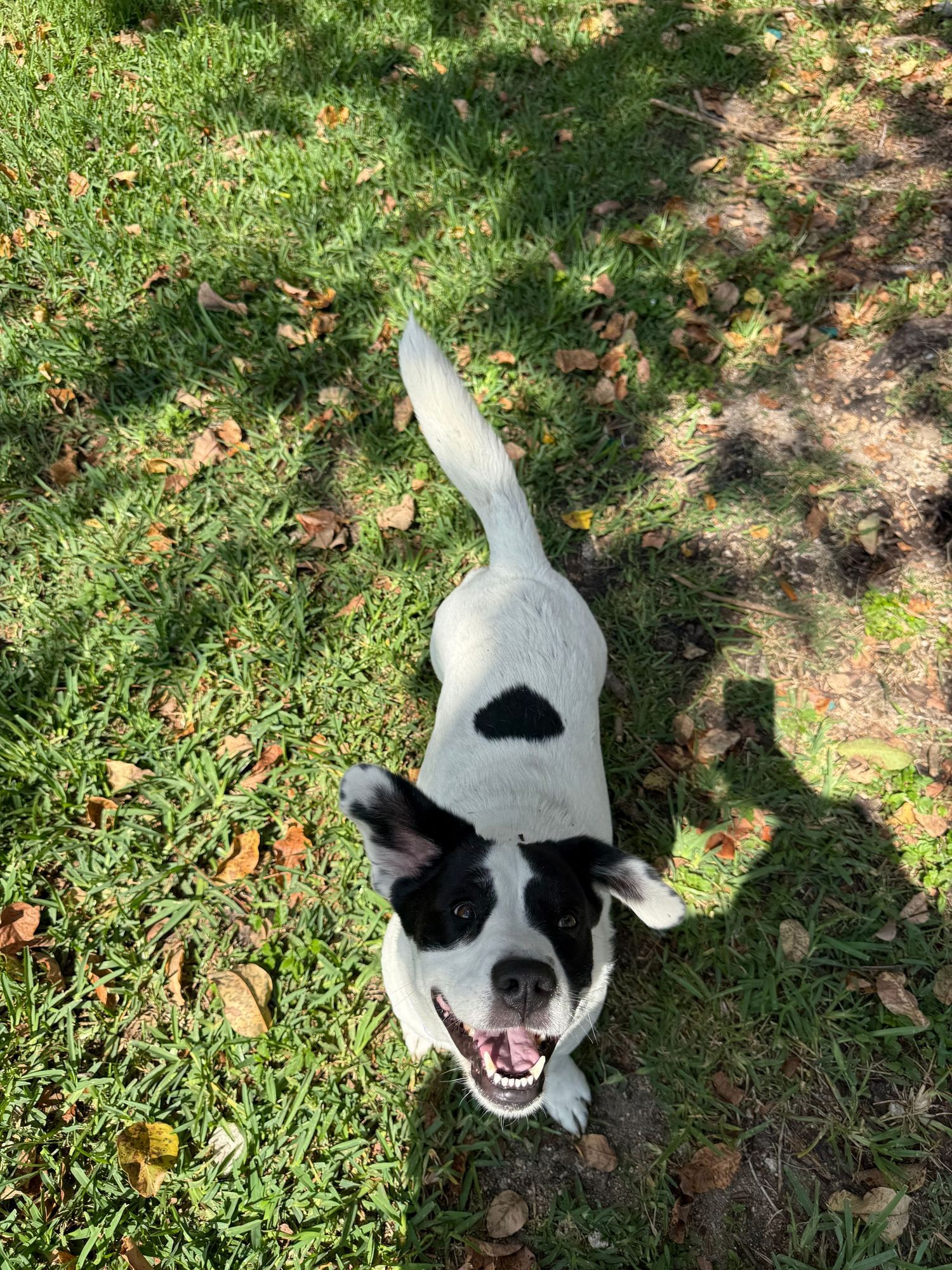 A happy black and white border collie type dog looking up at the camera from a grassy lawn with scattered leaves.