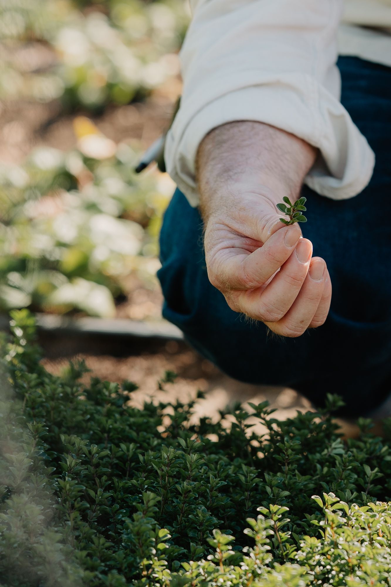 Close-up of a hand picking fresh green herbs from a lush garden bed in natural sunlight.