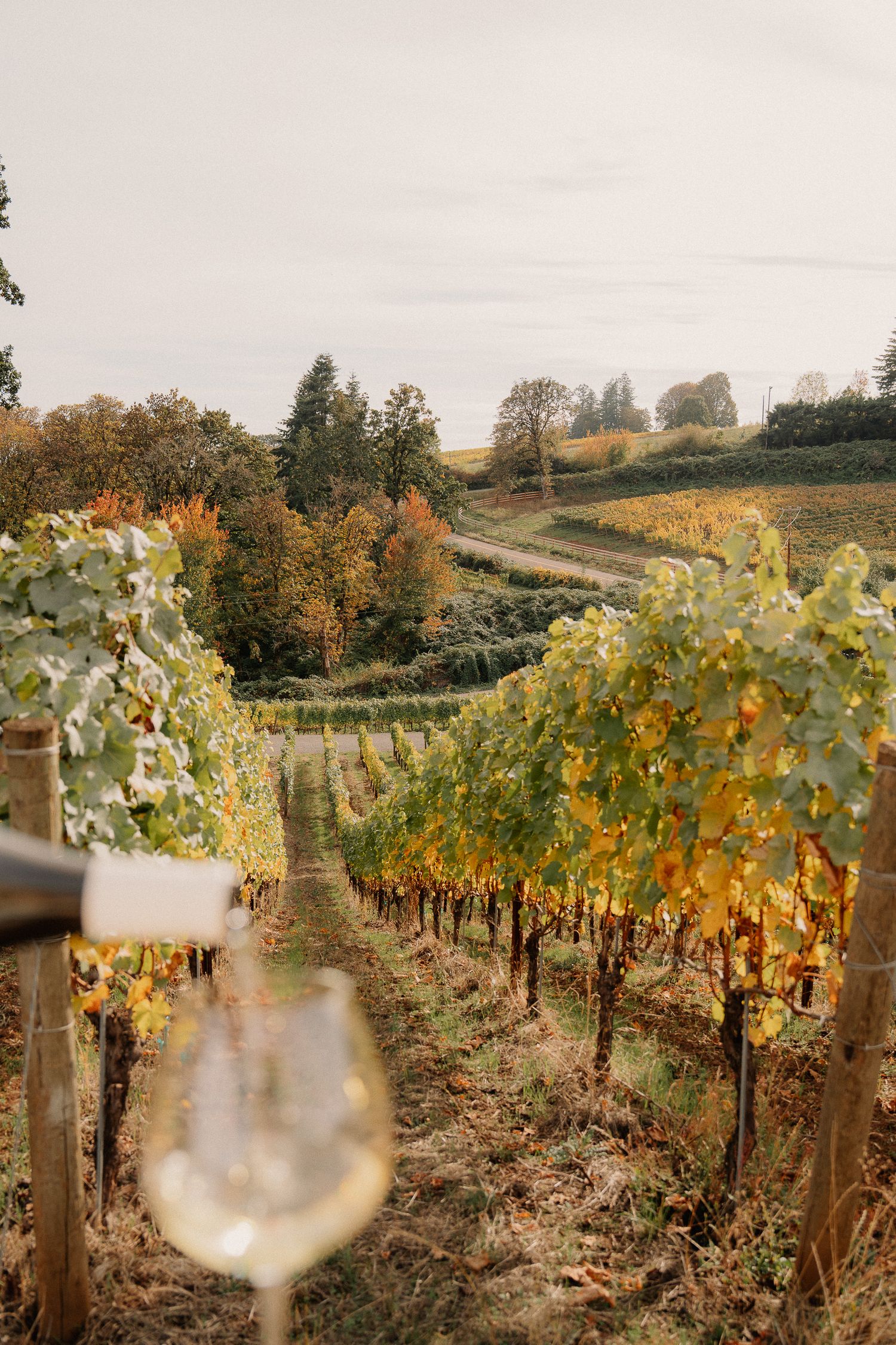 A glass of white wine overlooking autumn vineyard rows with golden leaves in a scenic countryside setting.