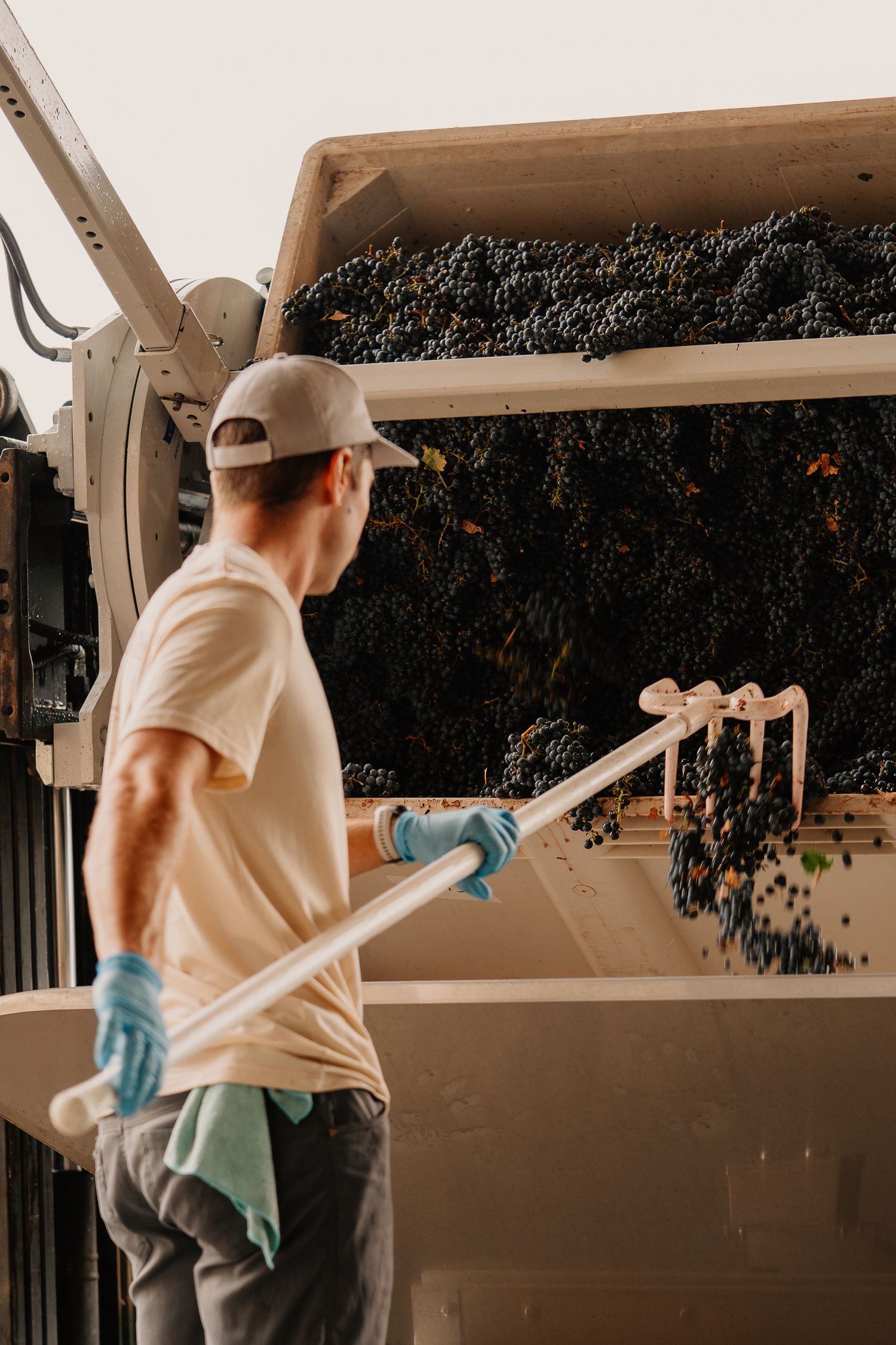 Worker in cap and gloves managing dark grapes in a large winery hopper during harvest season.
