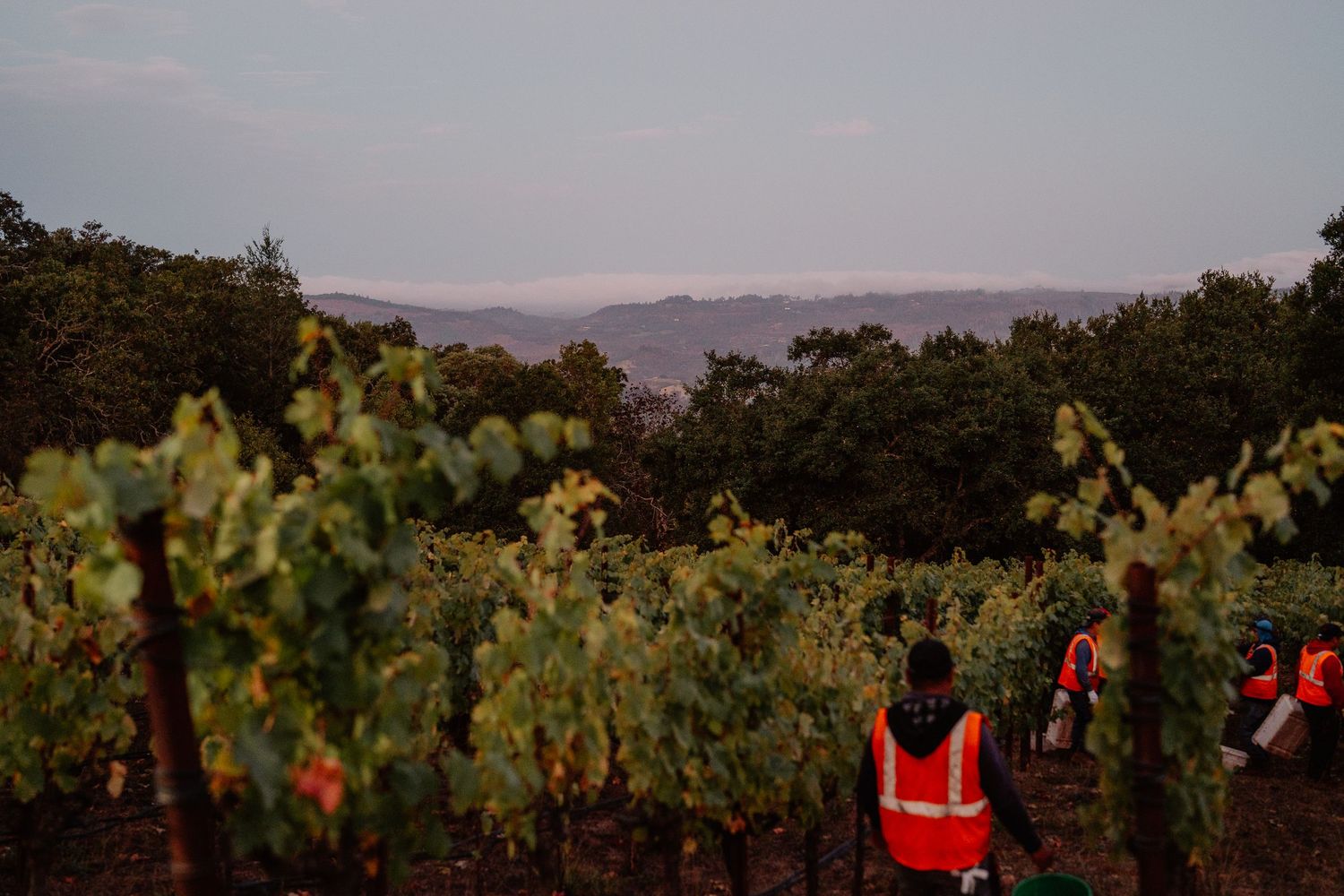 Workers harvest grapes in a lush vineyard at dusk with rolling hills and trees in the background.