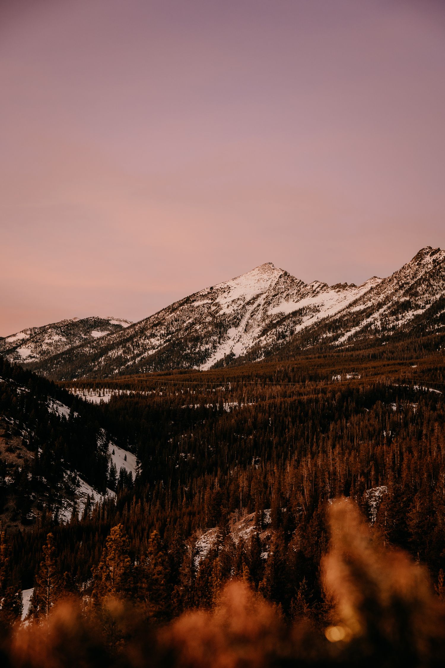 Snow-capped mountain peaks rise above a forest of evergreen trees during sunset with warm lighting.