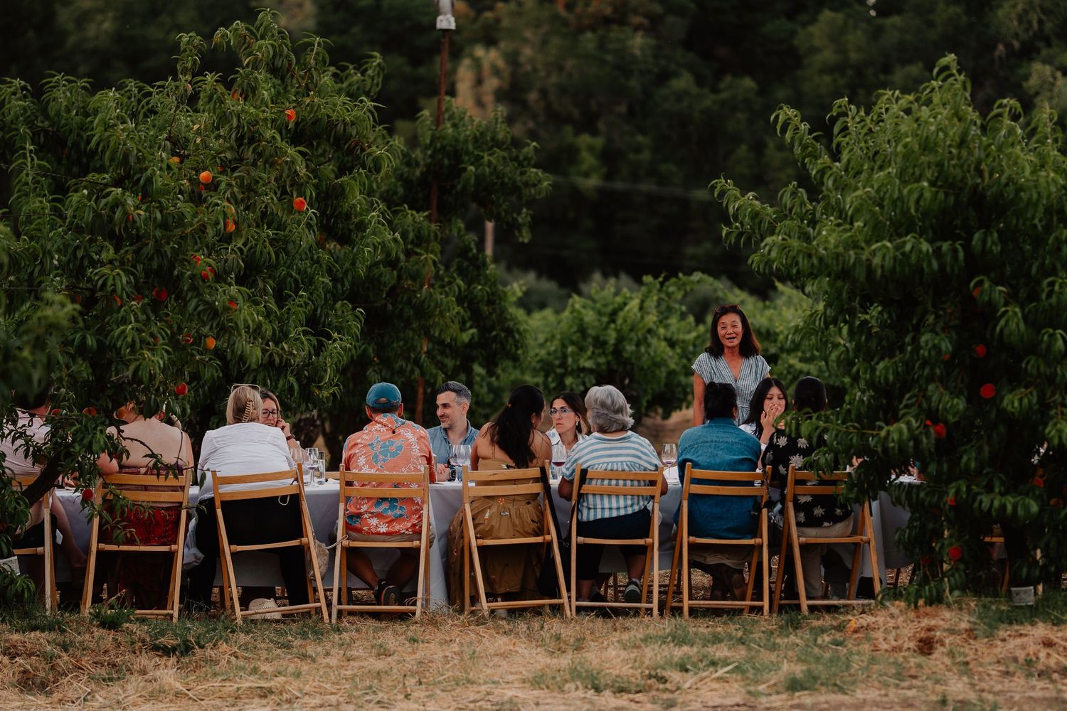 Group of people seated in wooden chairs for an outdoor gathering among fruit trees at dusk.