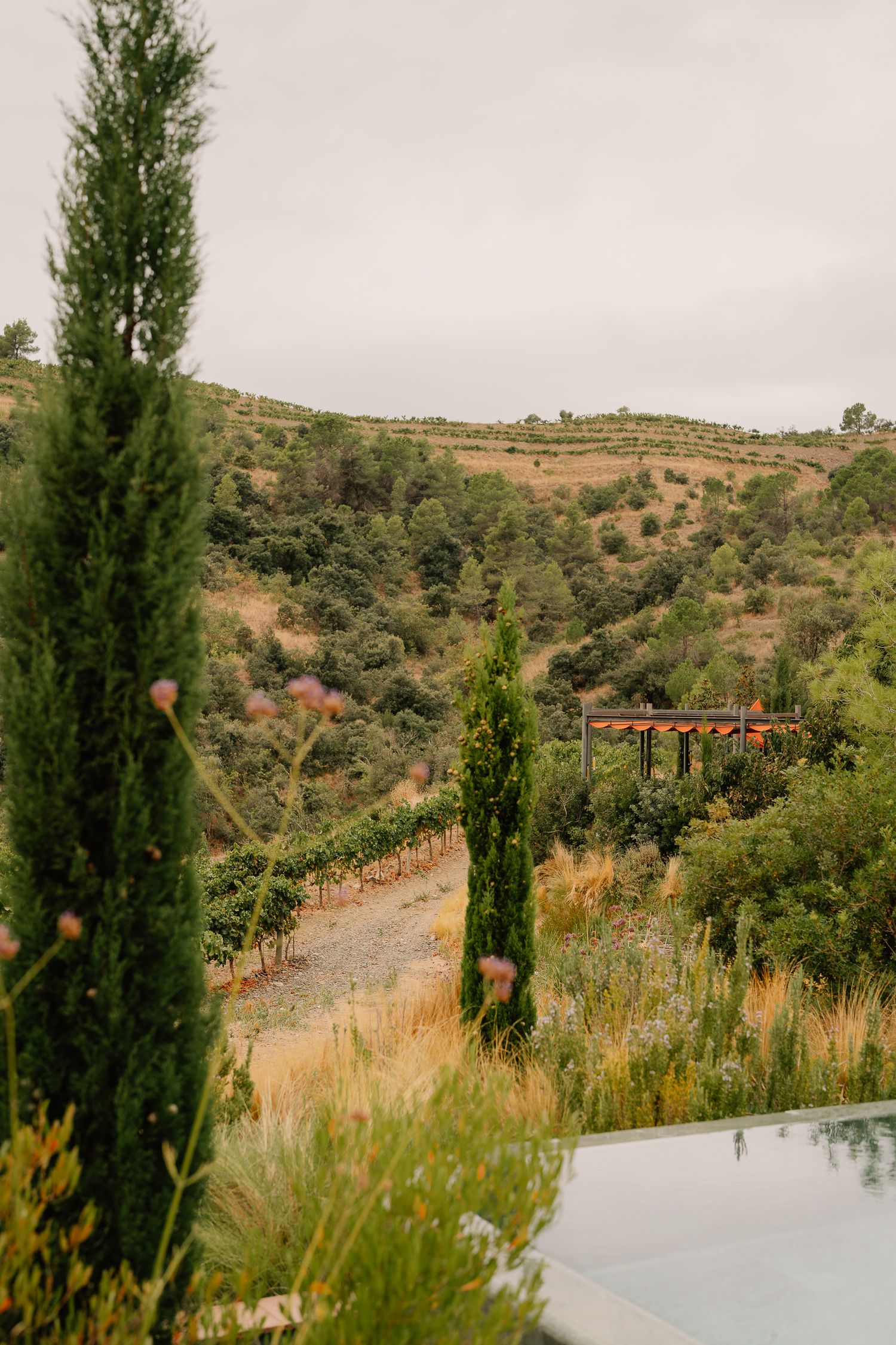 Rolling hills covered with rows of grapevines and Mediterranean vegetation stretch across a rural landscape.