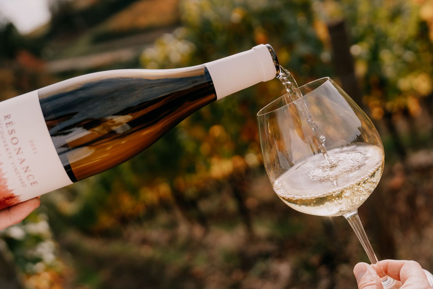 White wine being poured from a bottle into a wine glass with autumn vineyard scenery in the background.