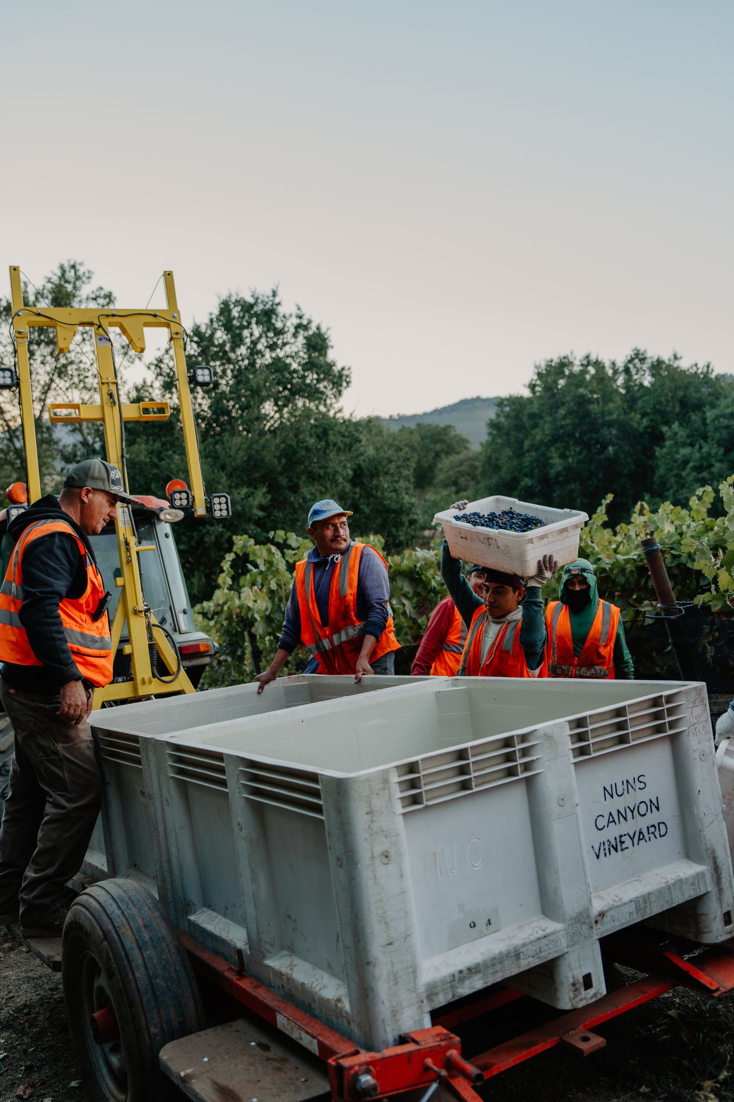 Workers in orange vests unload harvested grapes into a large bin at Nuns Canyon Vineyard during harvest season.
