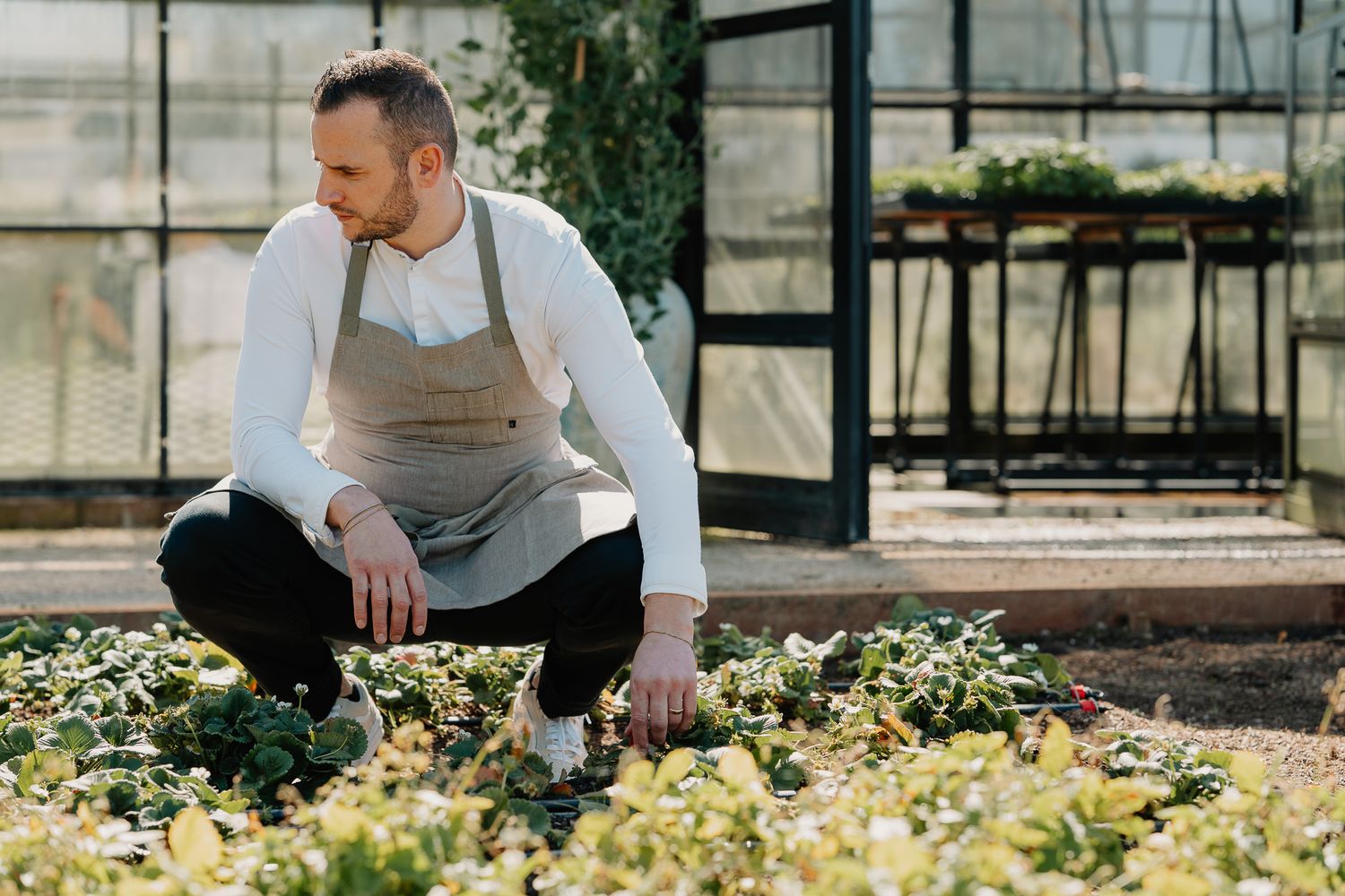 Male chef in apron crouching near herb garden outside greenhouse.