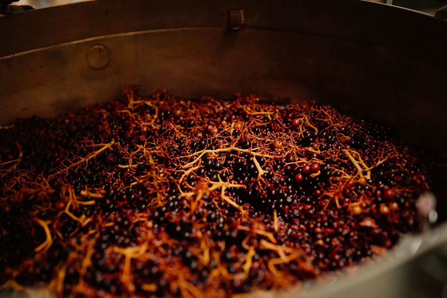 Close-up of dark red wine grapes with stems in a fermentation tank during winemaking process.