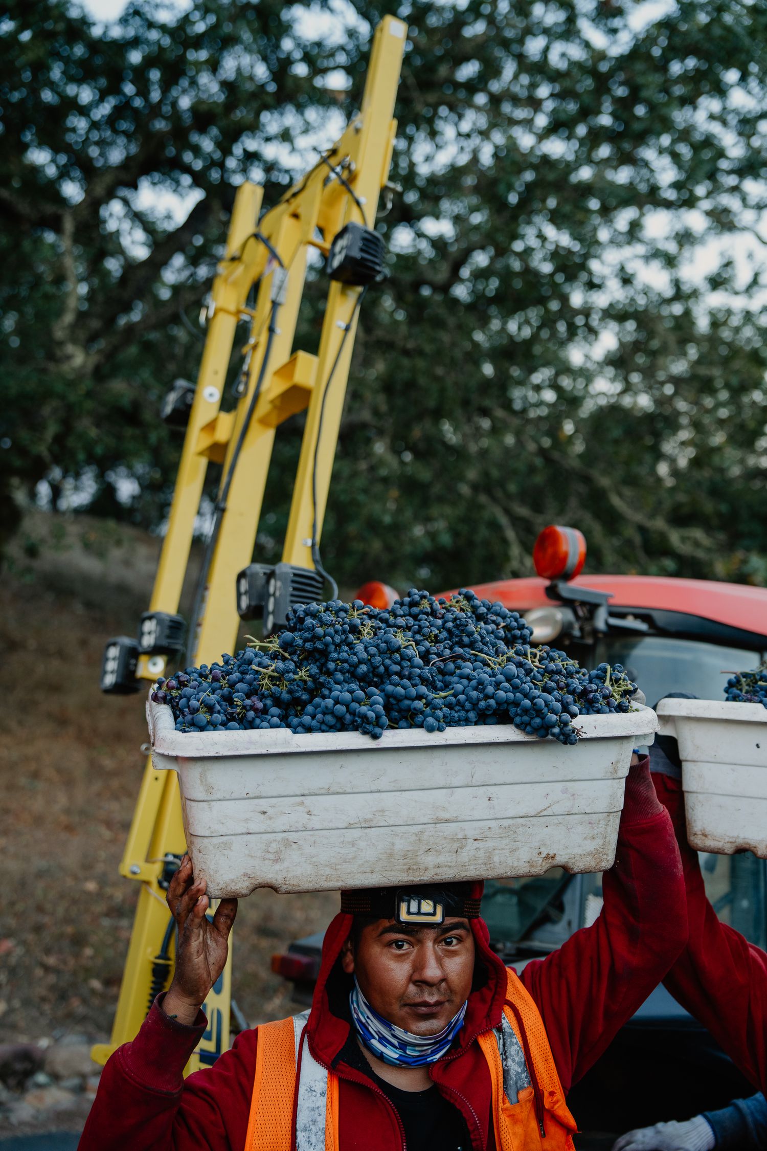 Worker carrying a large bin of freshly harvested dark grapes on his head during wine grape harvest season.