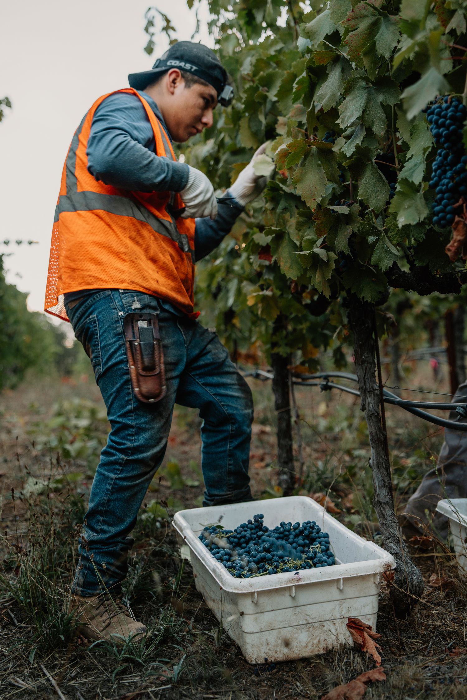 Worker in orange vest harvesting dark grapes into white bin at vineyard during harvest season.