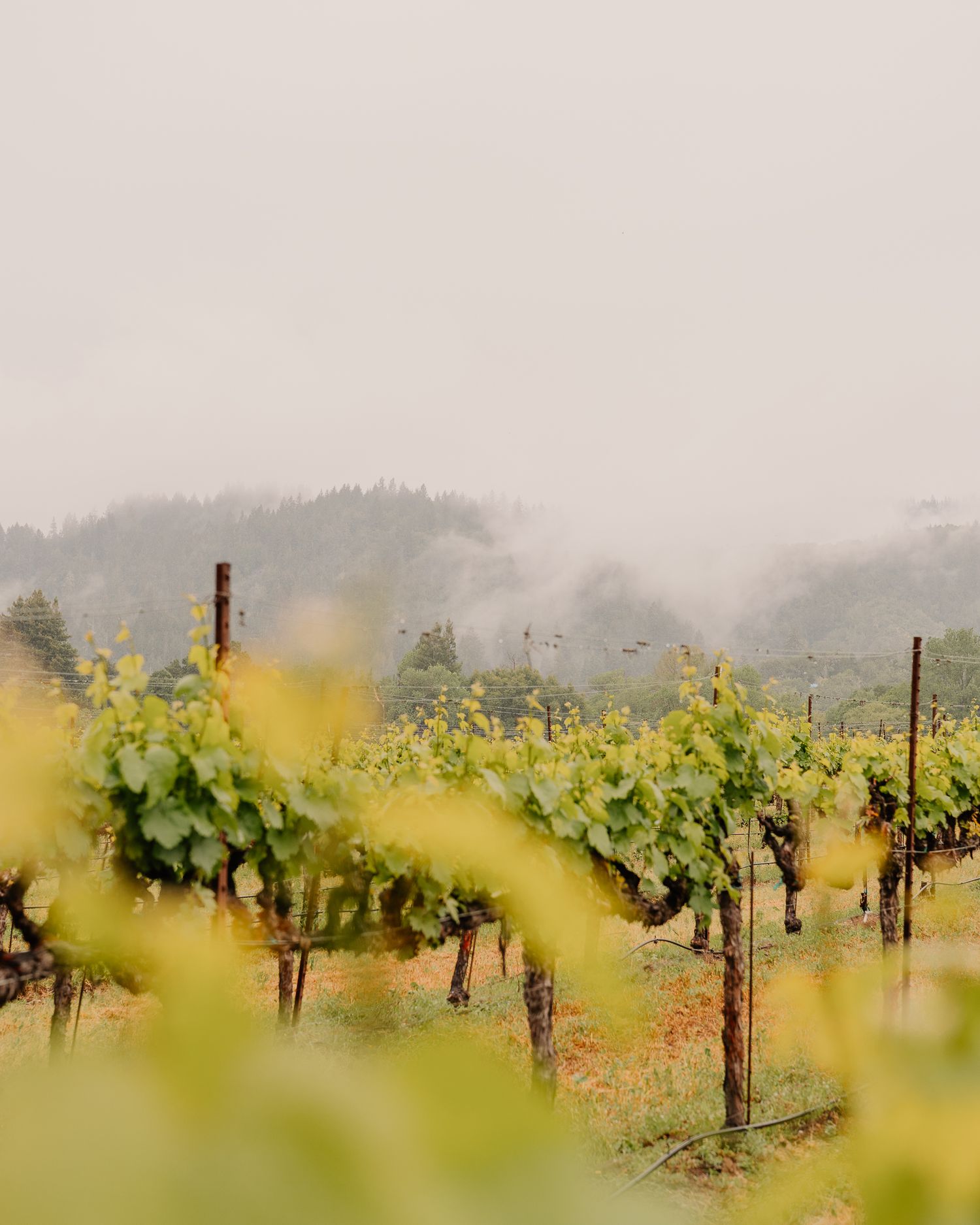 Misty vineyard rows stretching into the distance with soft focus grape vines in foreground. Professionally captured by Verena Dohmen.