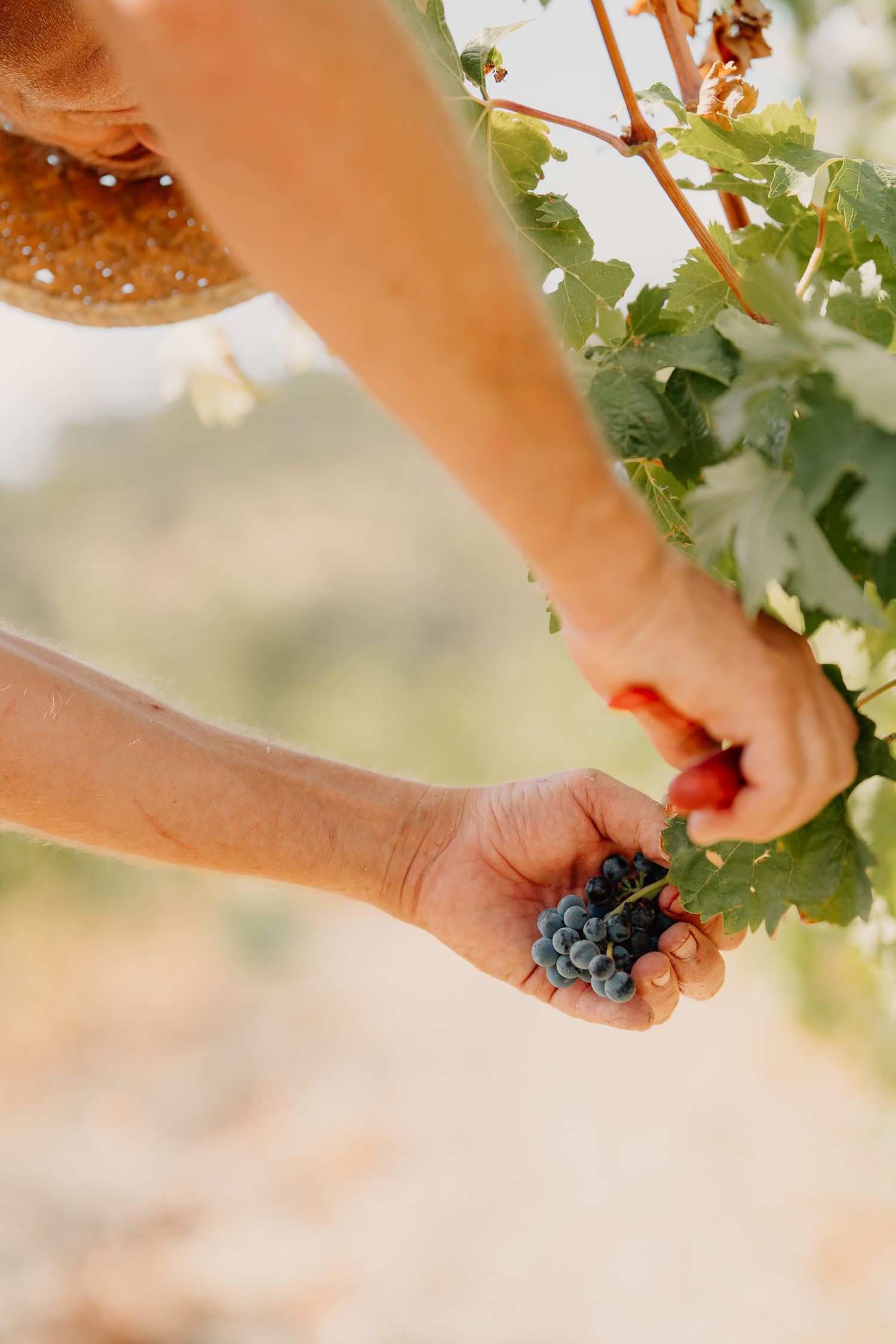 Close-up sequence of hands harvesting ripe purple wine grapes from grapevine in vineyard during sunset.