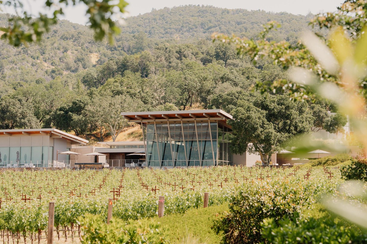 Modern winery building with glass walls nestled in rolling hills among vineyards and natural landscape.