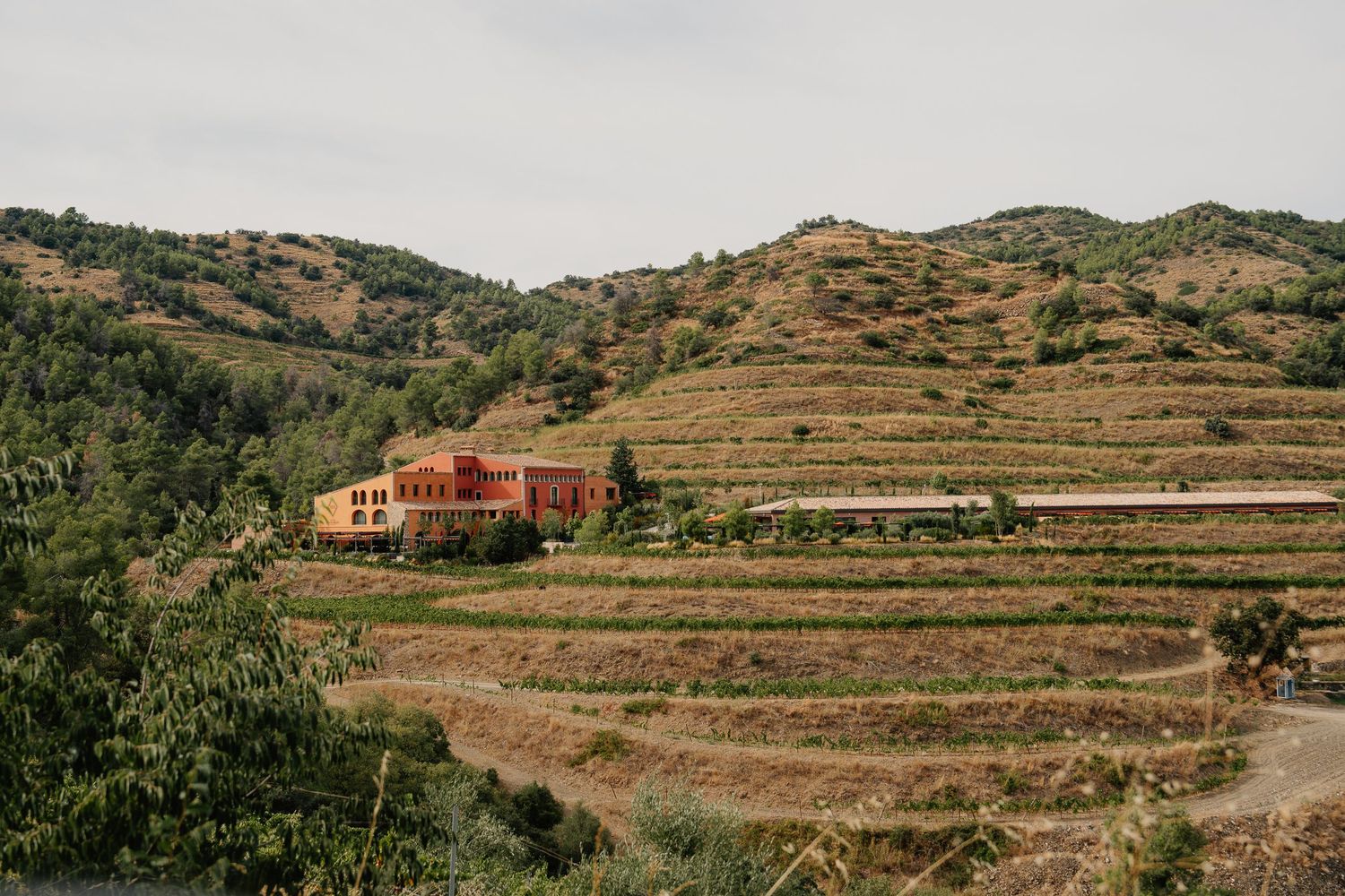 Terraced hillside vineyard with rustic stone house overlooking agricultural landscape in Mediterranean countryside.