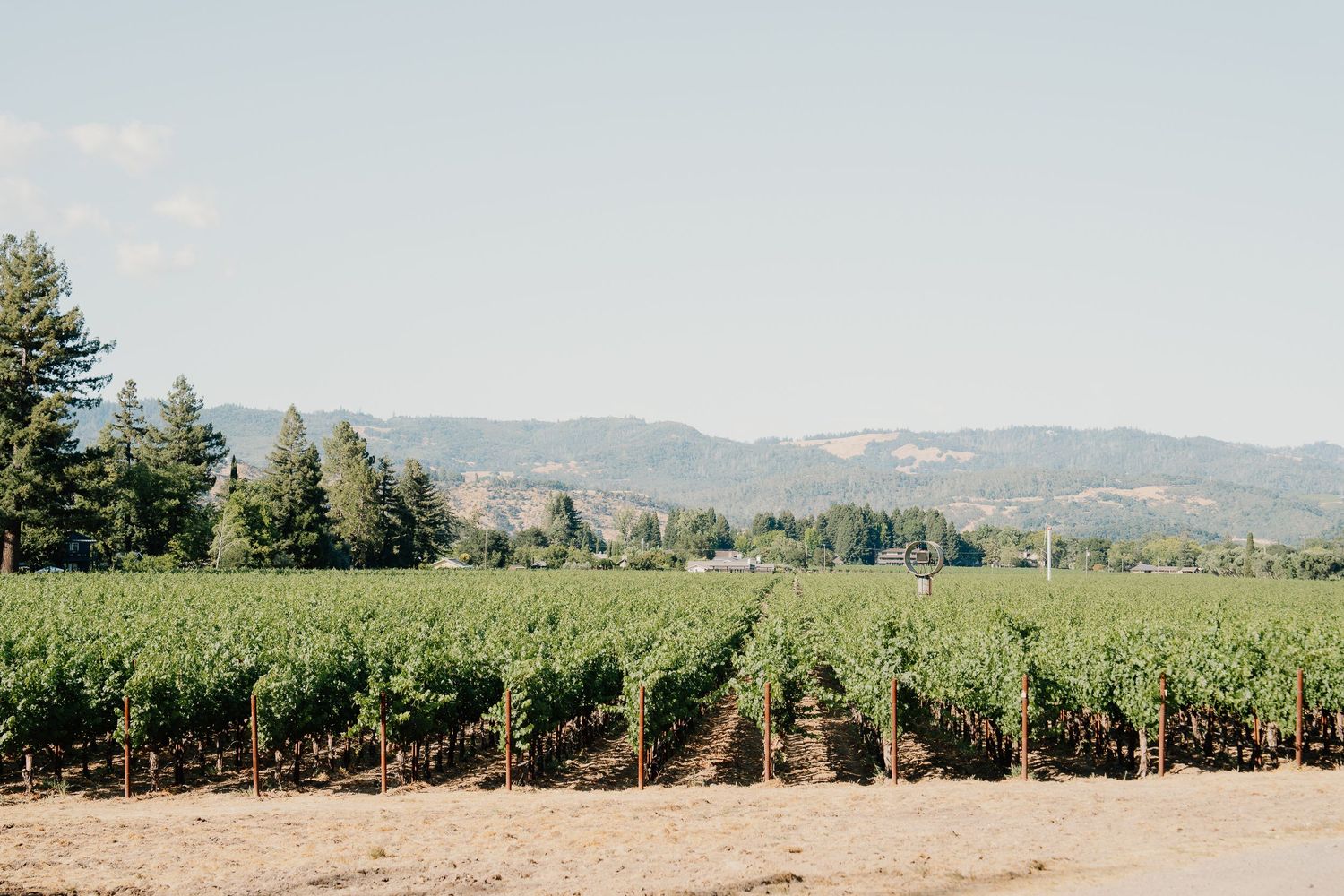 Rolling vineyard landscape stretches across gentle hills with mountains visible in the distant horizon.