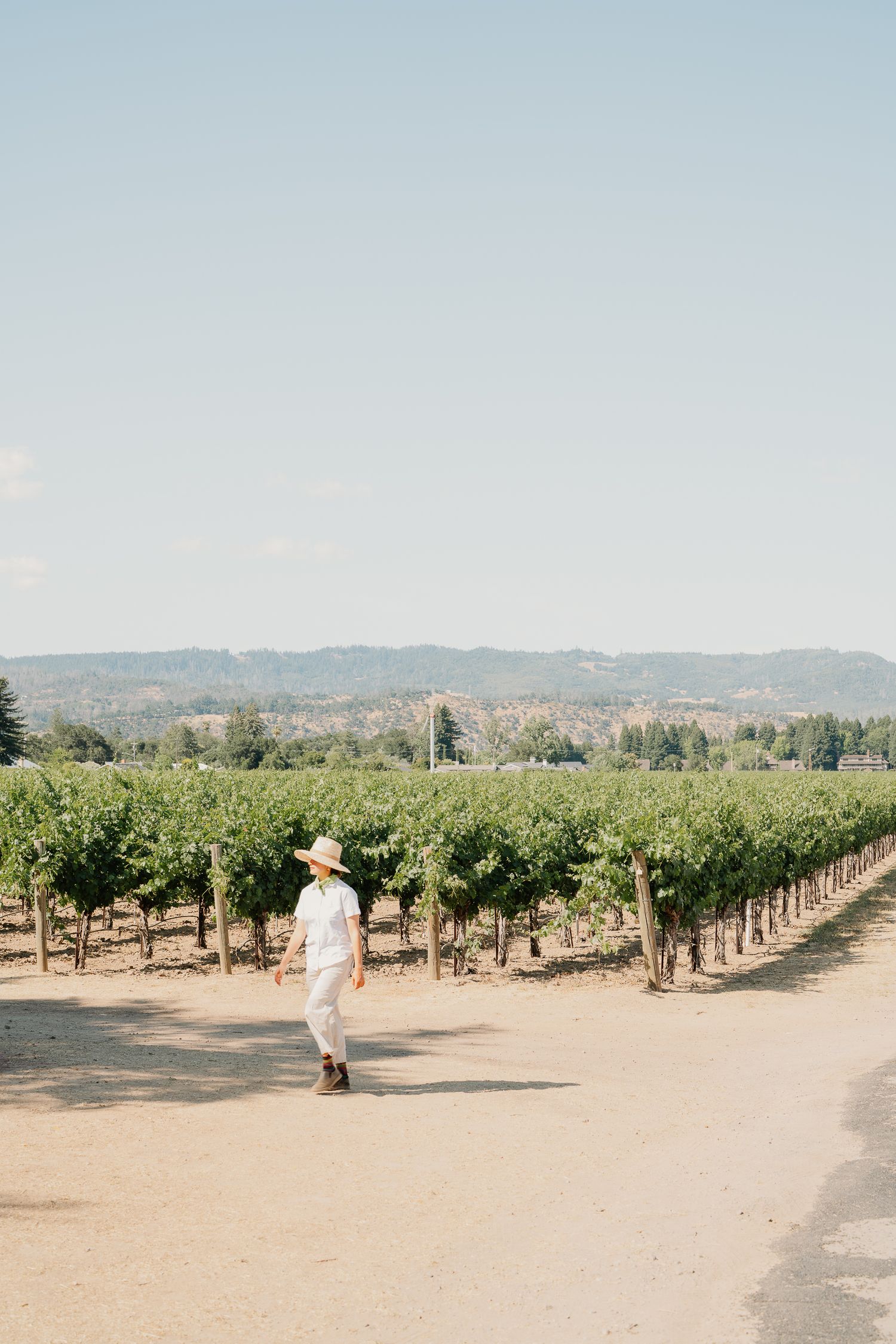 Person walking through rows of grapevines at a scenic vineyard on a sunny day in wine country.
