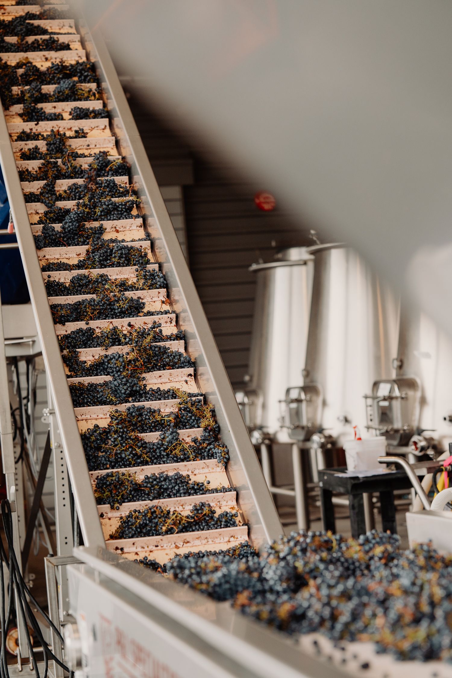 Dark red grapes moving along a conveyor belt in a winery during harvest processing with fermentation tanks in background.