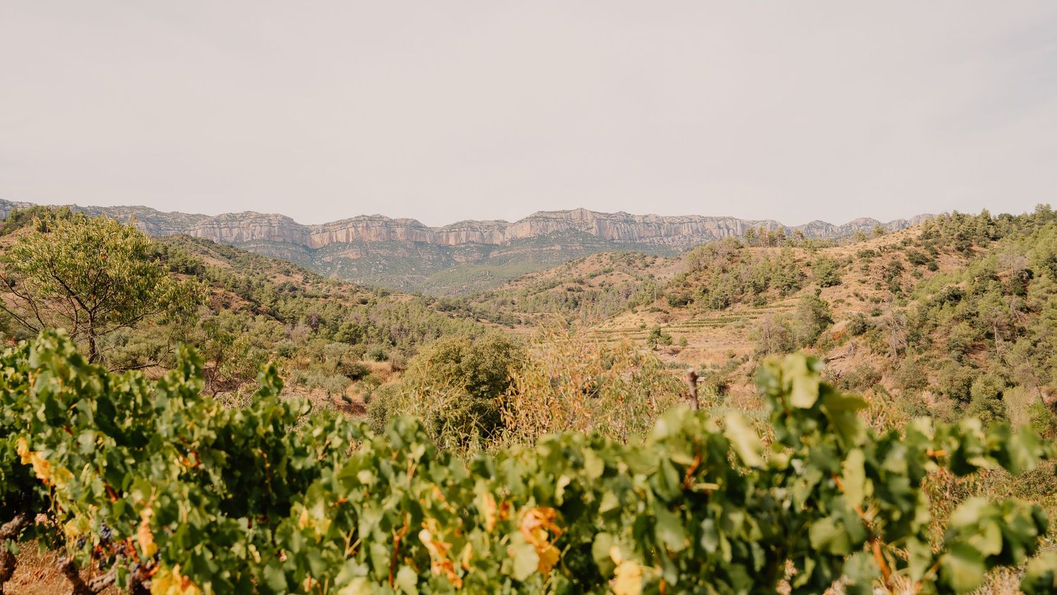 Panoramic view of rolling hills and mountains in a rural landscape with vineyards stretching into the distance.