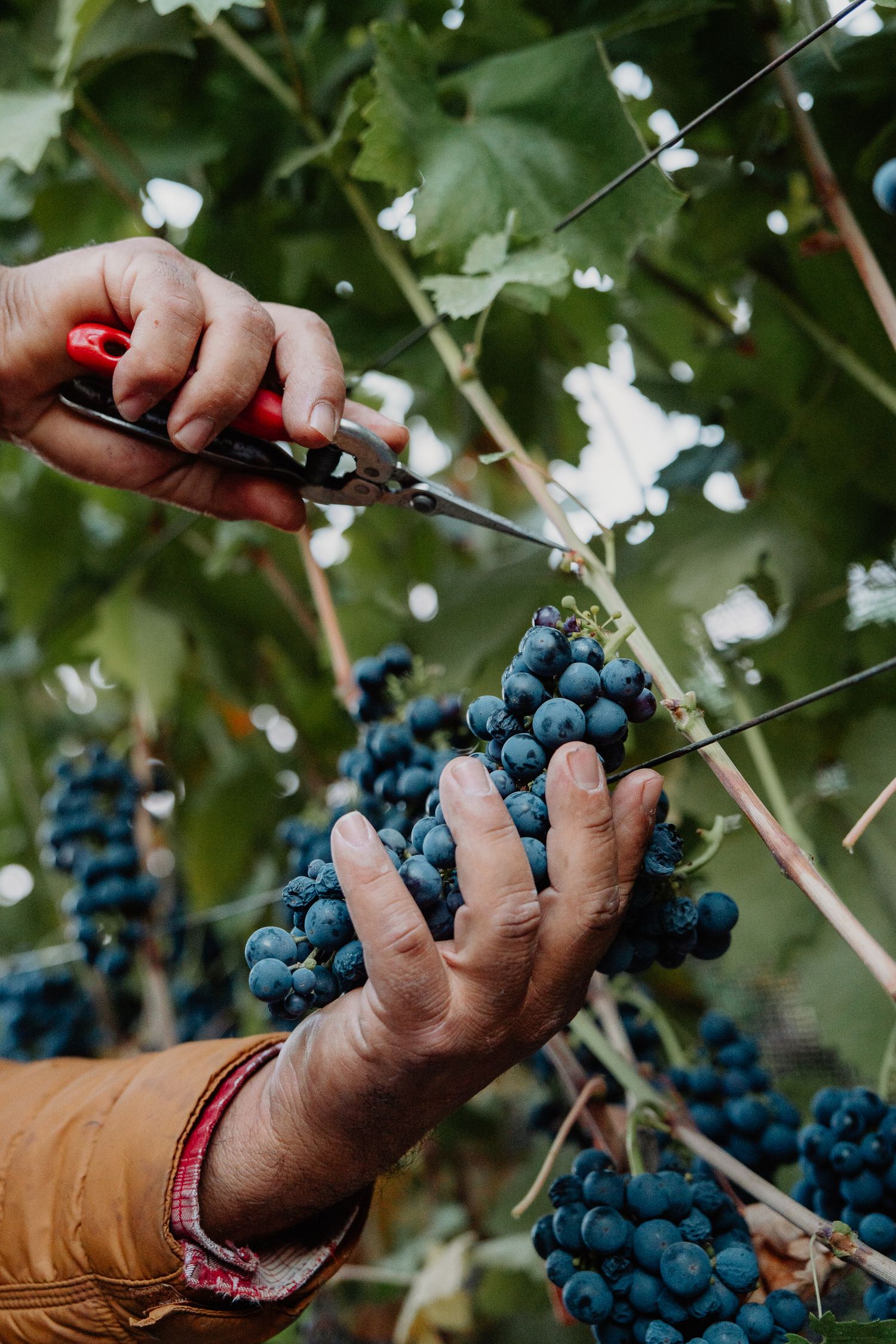 Hands using red pruning shears to harvest dark blue grapes from a vineyard vine during harvest season.