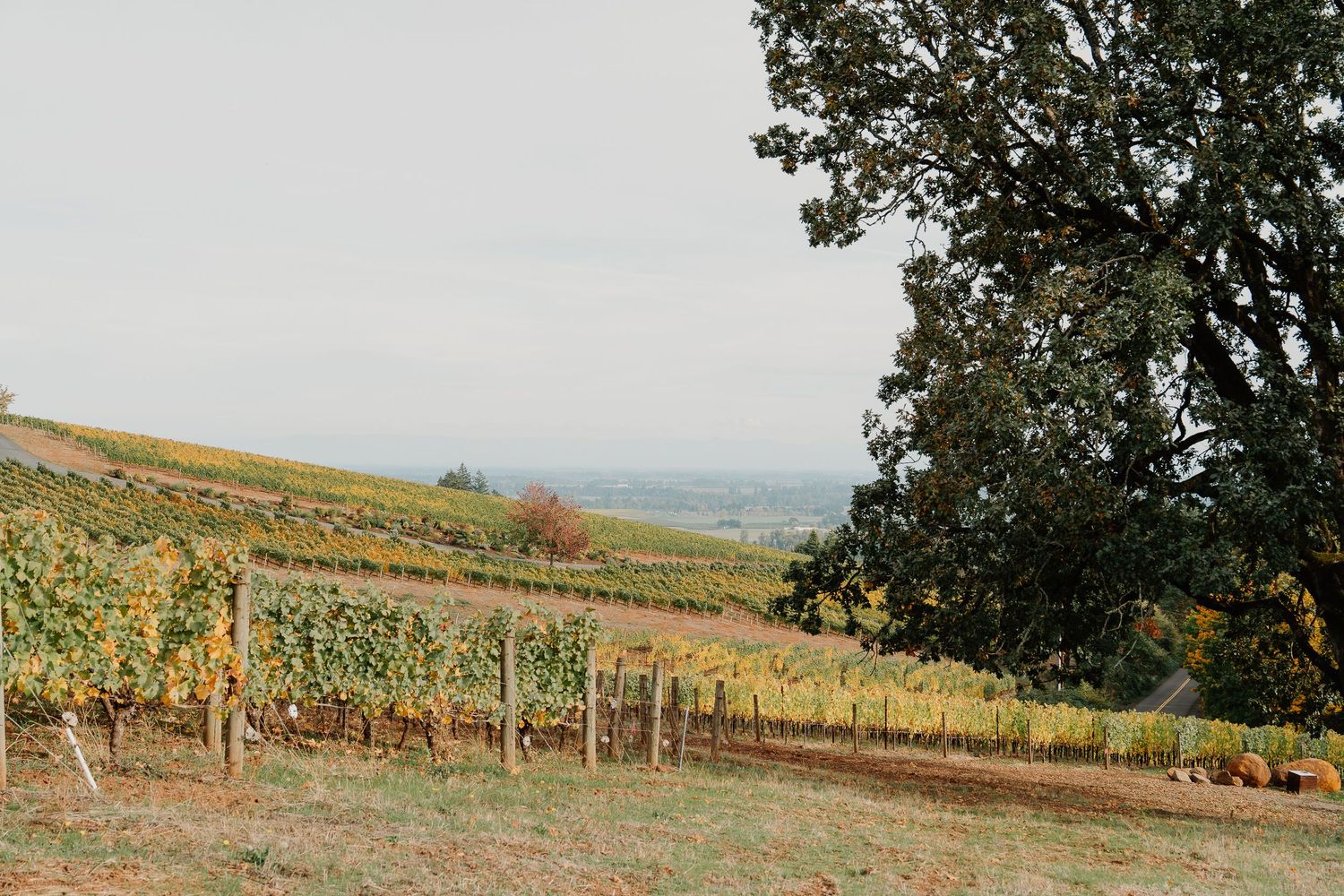 Scenic vineyard landscape with rolling hills and autumn colors stretches across a misty countryside view.