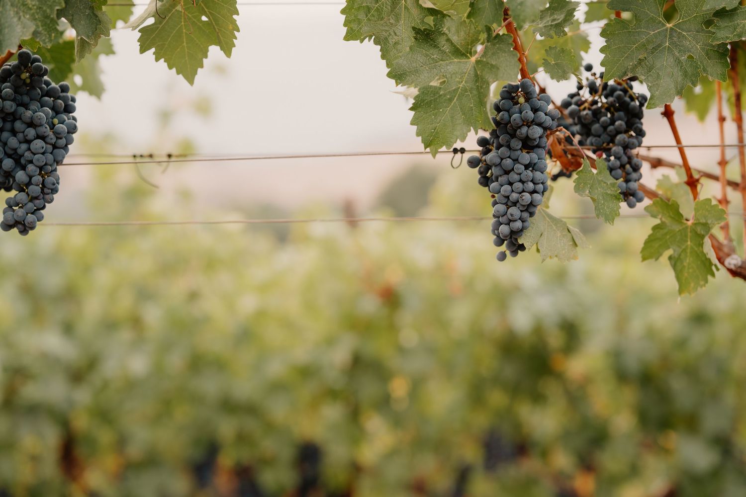 Rows of ripe purple wine grapes growing on vines in a sunny vineyard during harvest season.
