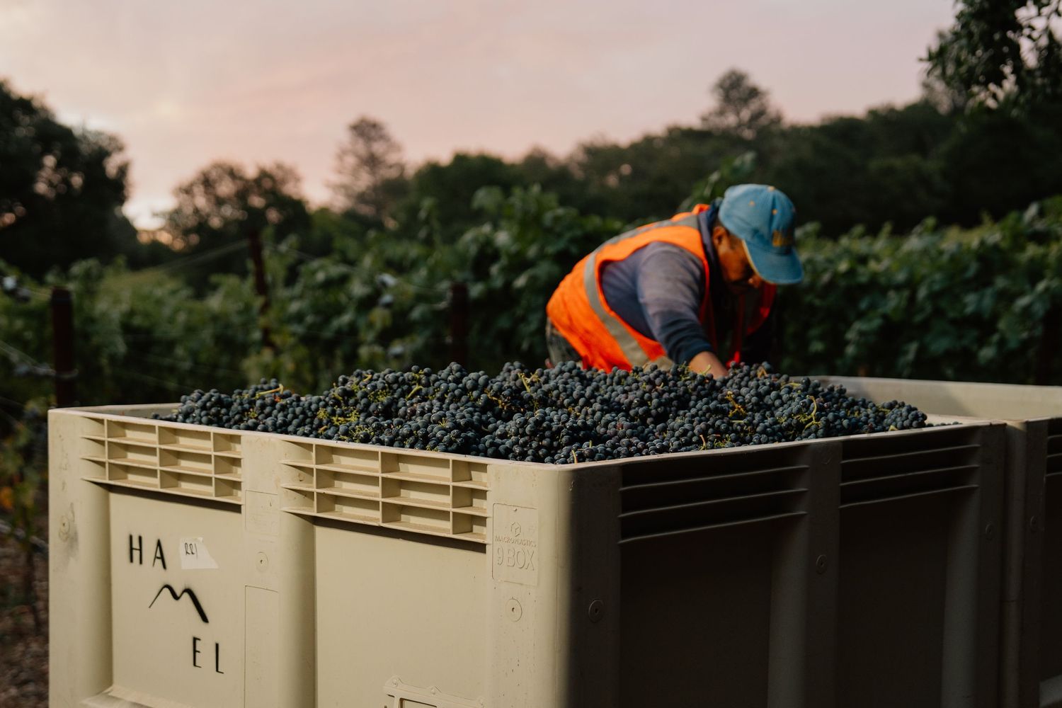 Worker in orange vest sorting freshly harvested dark grapes in a large bin at a vineyard during sunset.