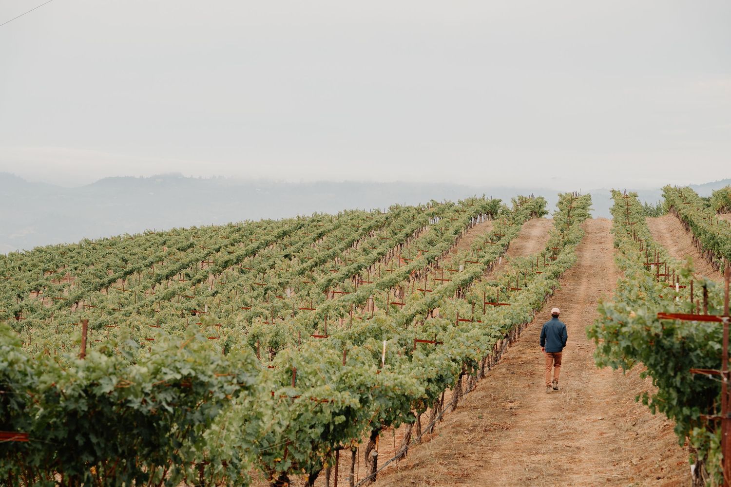 Rows of green grapevines stretch across rolling hills in a scenic vineyard landscape at sunset.