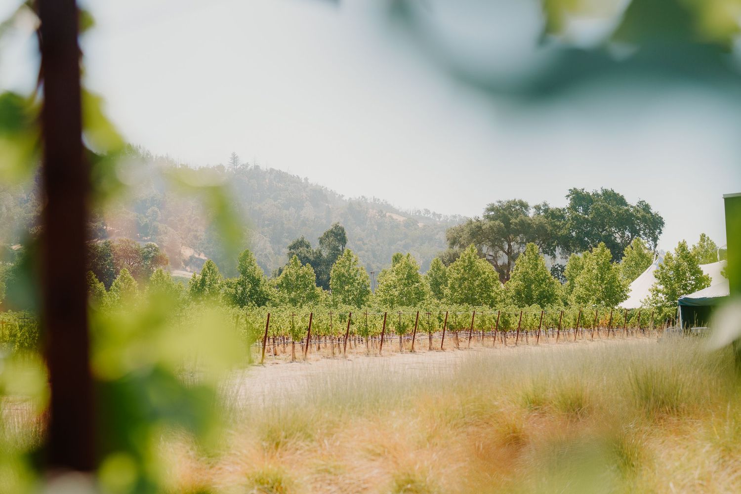 Scenic Napa Valley vineyard rows framed by lush green grapevine leaves with rolling hills in background.