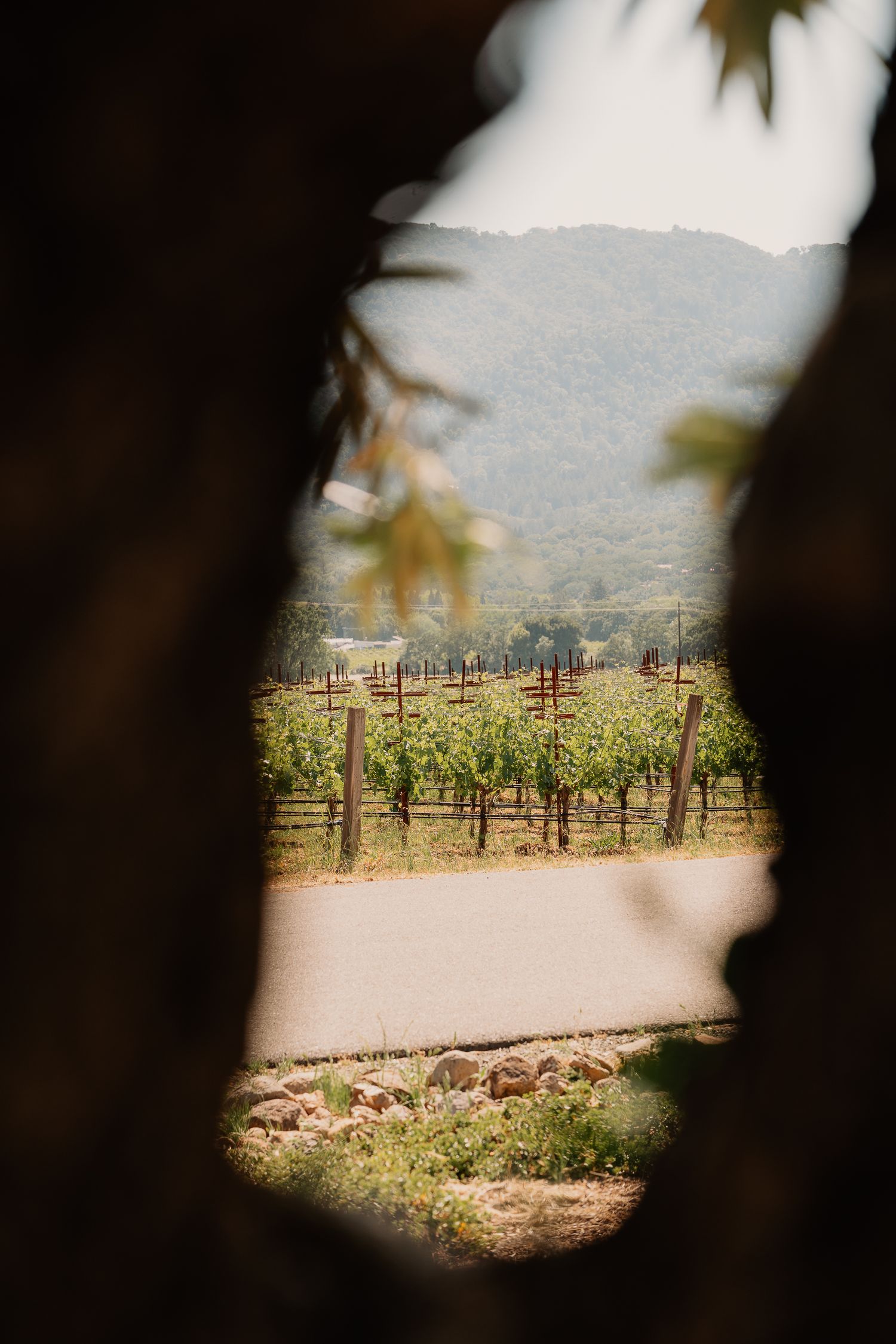 A vineyard viewed through a tree opening, showing rows of grapevines and mountains in the distance.