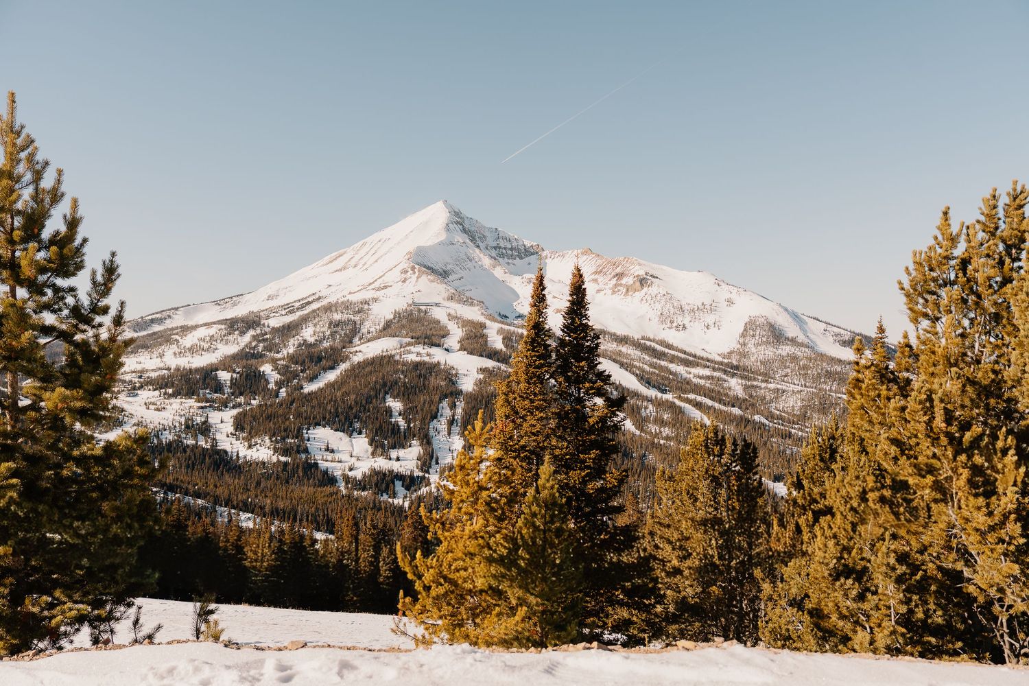 Snow-capped mountain peaks rise above golden pine trees in a winter landscape panorama.