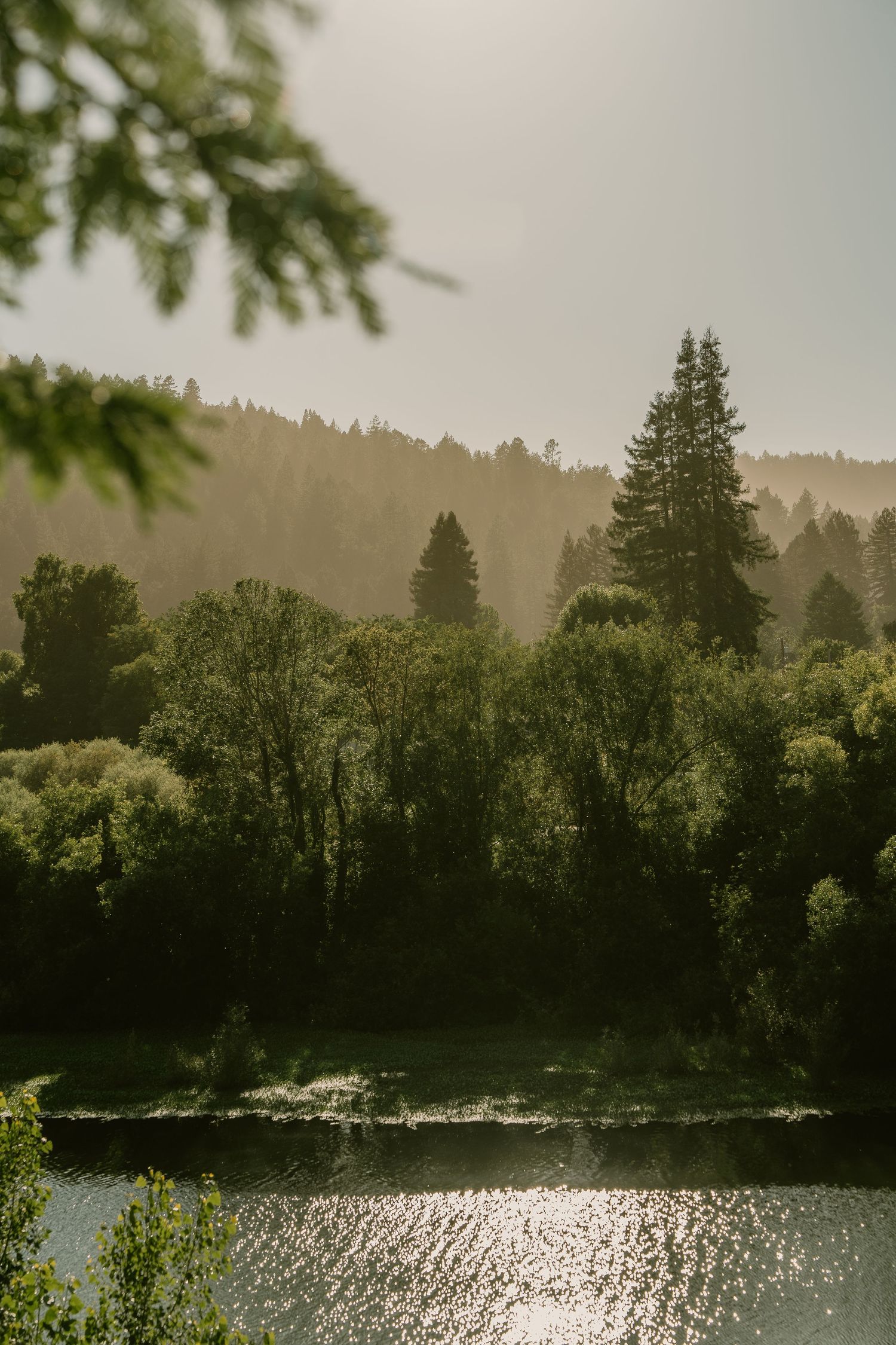 Misty forest landscape with lush green trees reflecting on a calm river lake in soft golden sunlight.