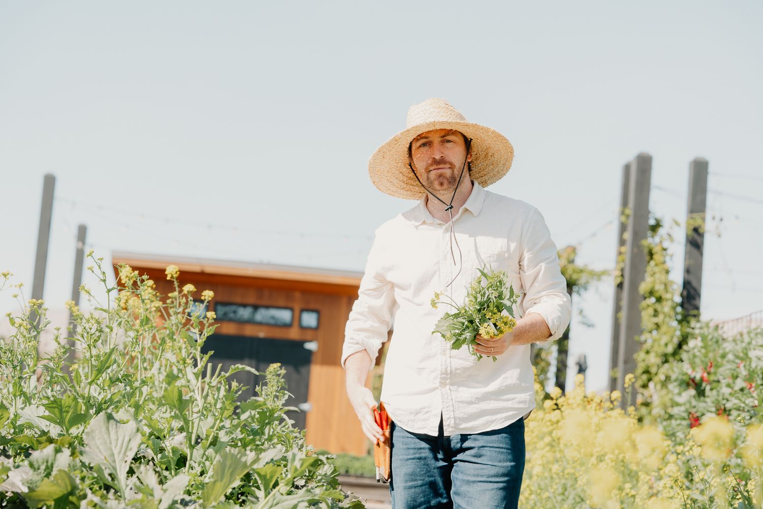 Man in straw hat harvesting fresh herbs in a lush garden with a modern building in the background.