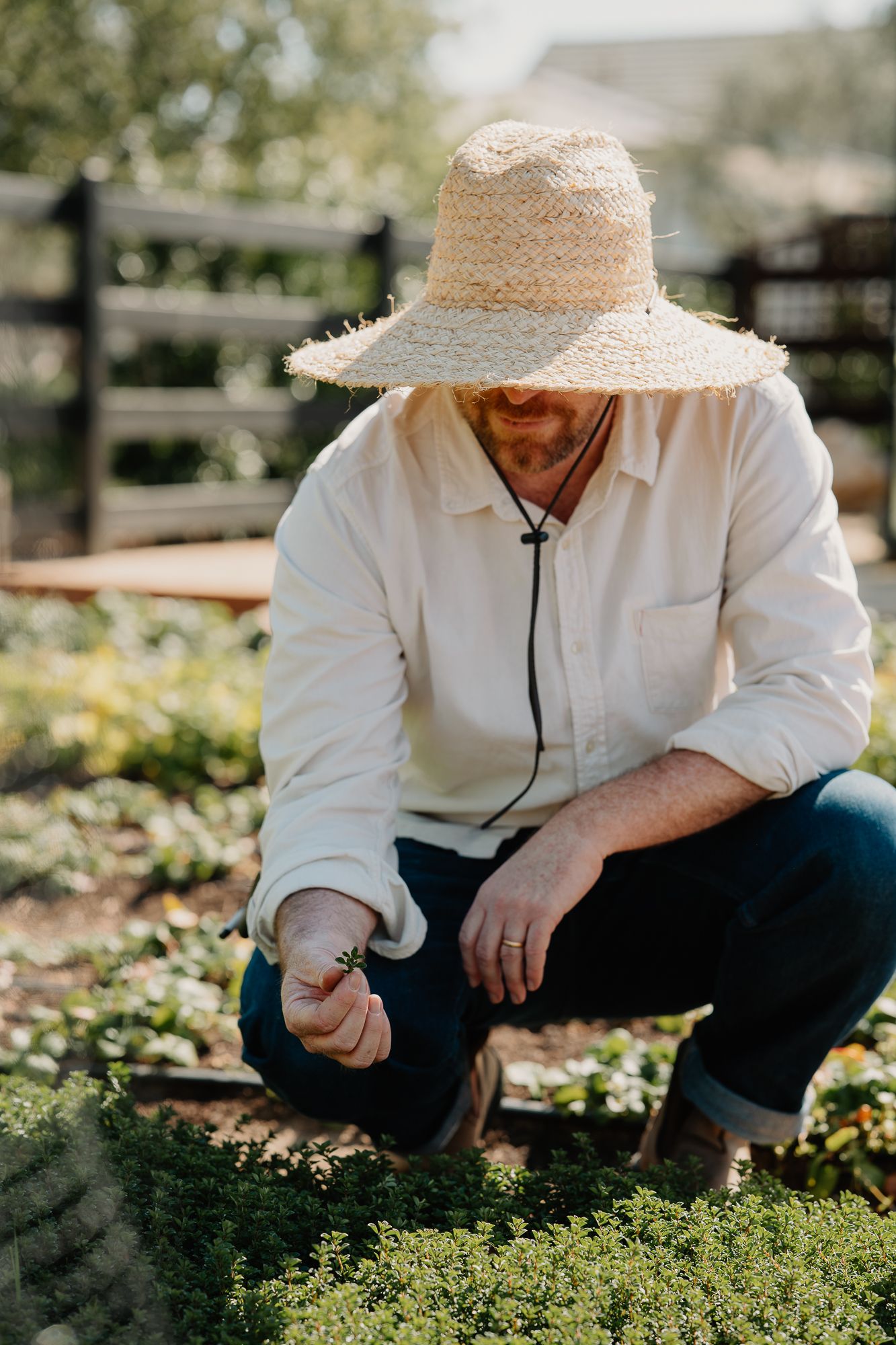 A man wearing a straw hat crouches to inspect fresh herbs growing in a garden bed.