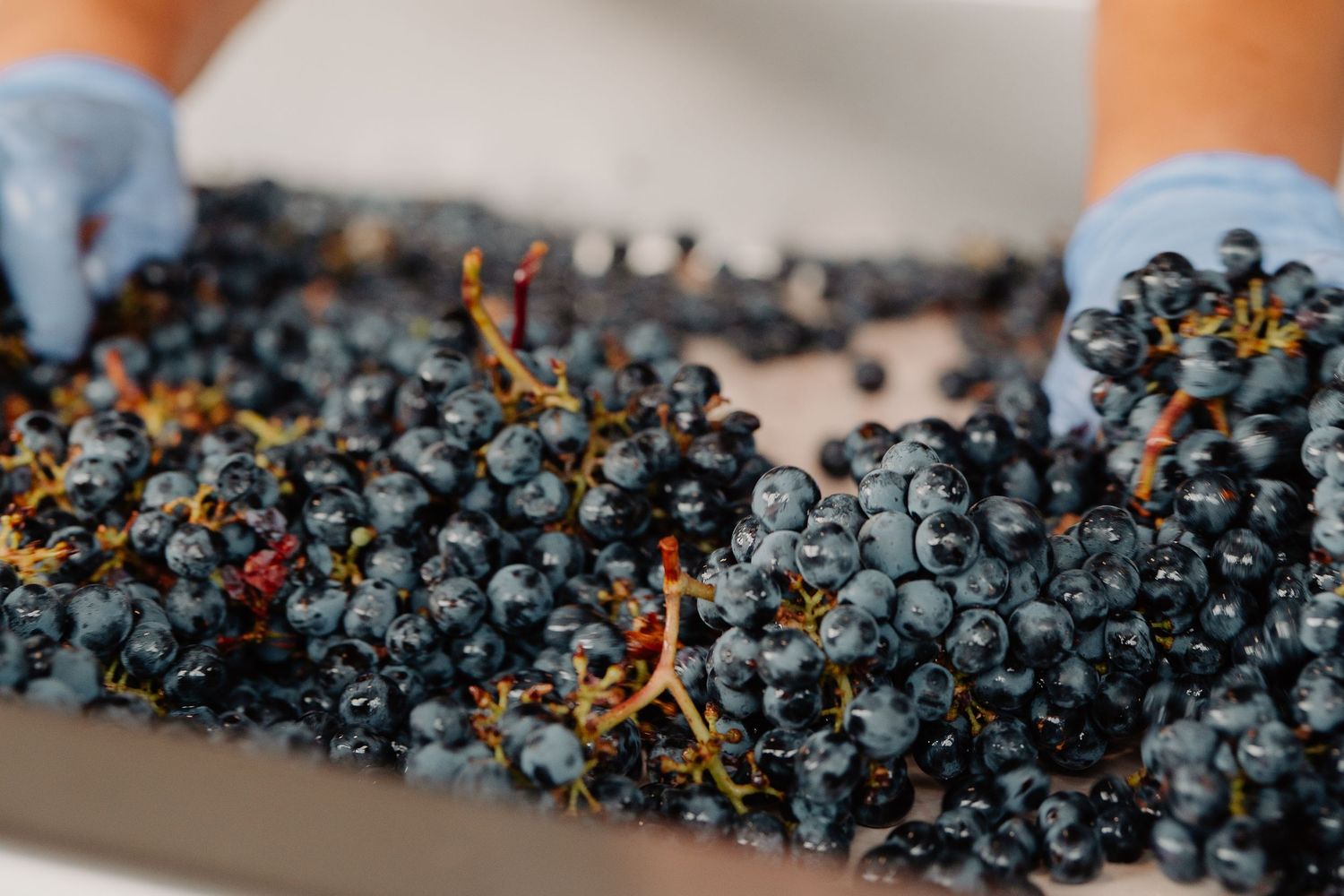 Hands in blue gloves sorting fresh dark purple wine grapes on a sorting table during harvest.