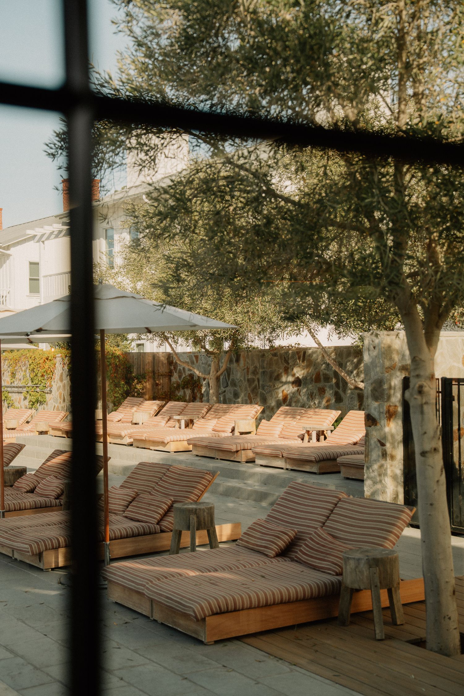 Luxury outdoor lounge area with brown cushioned sun beds arranged in rows under olive trees at a resort patio.