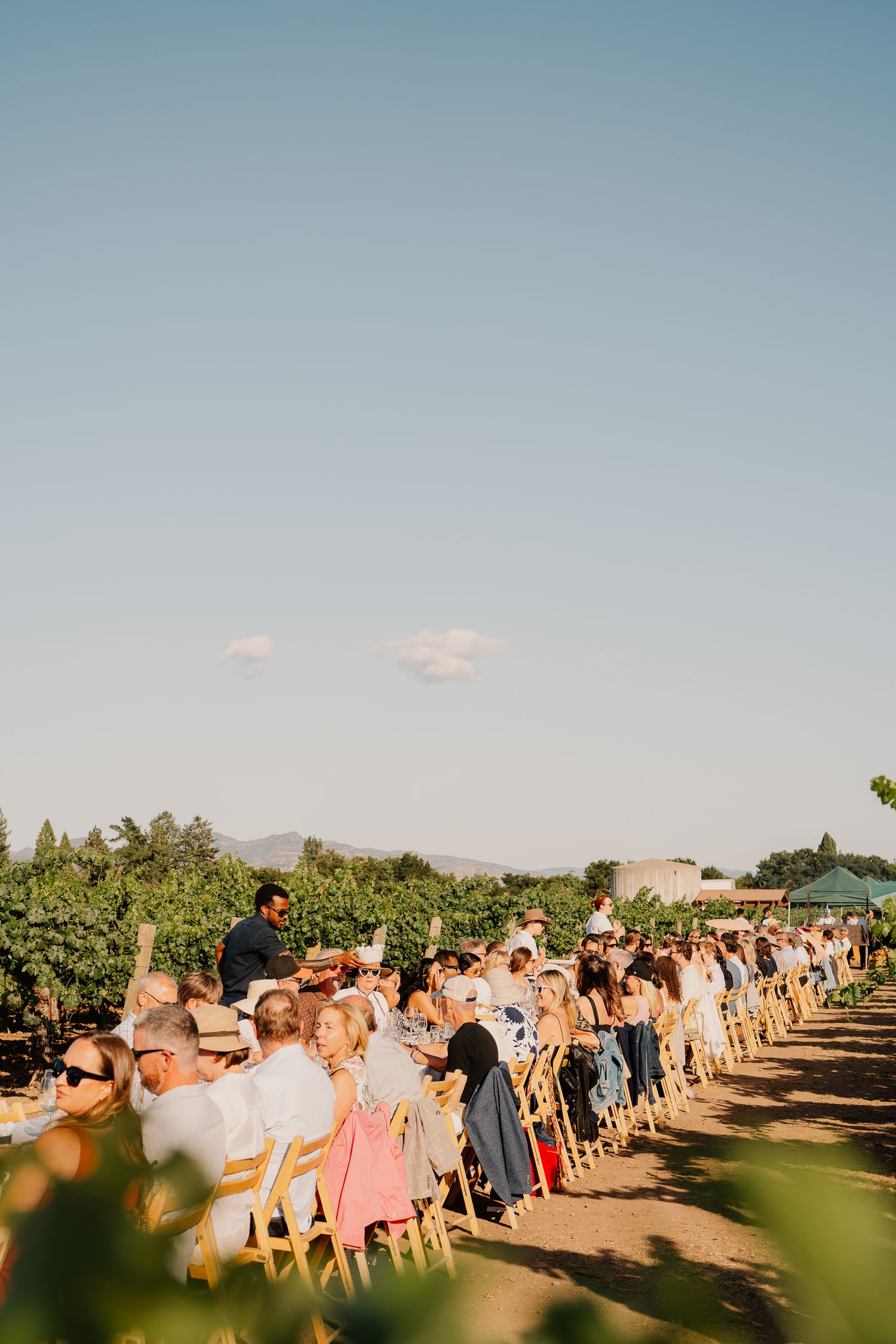 A long row of guests seated at an outdoor dining event in a vineyard on a sunny day.