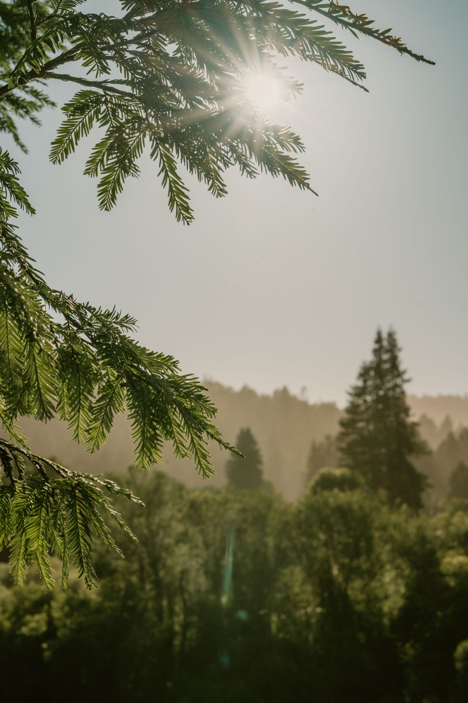 Sunlight filters through lush green conifer branches with misty forested mountains in the background.