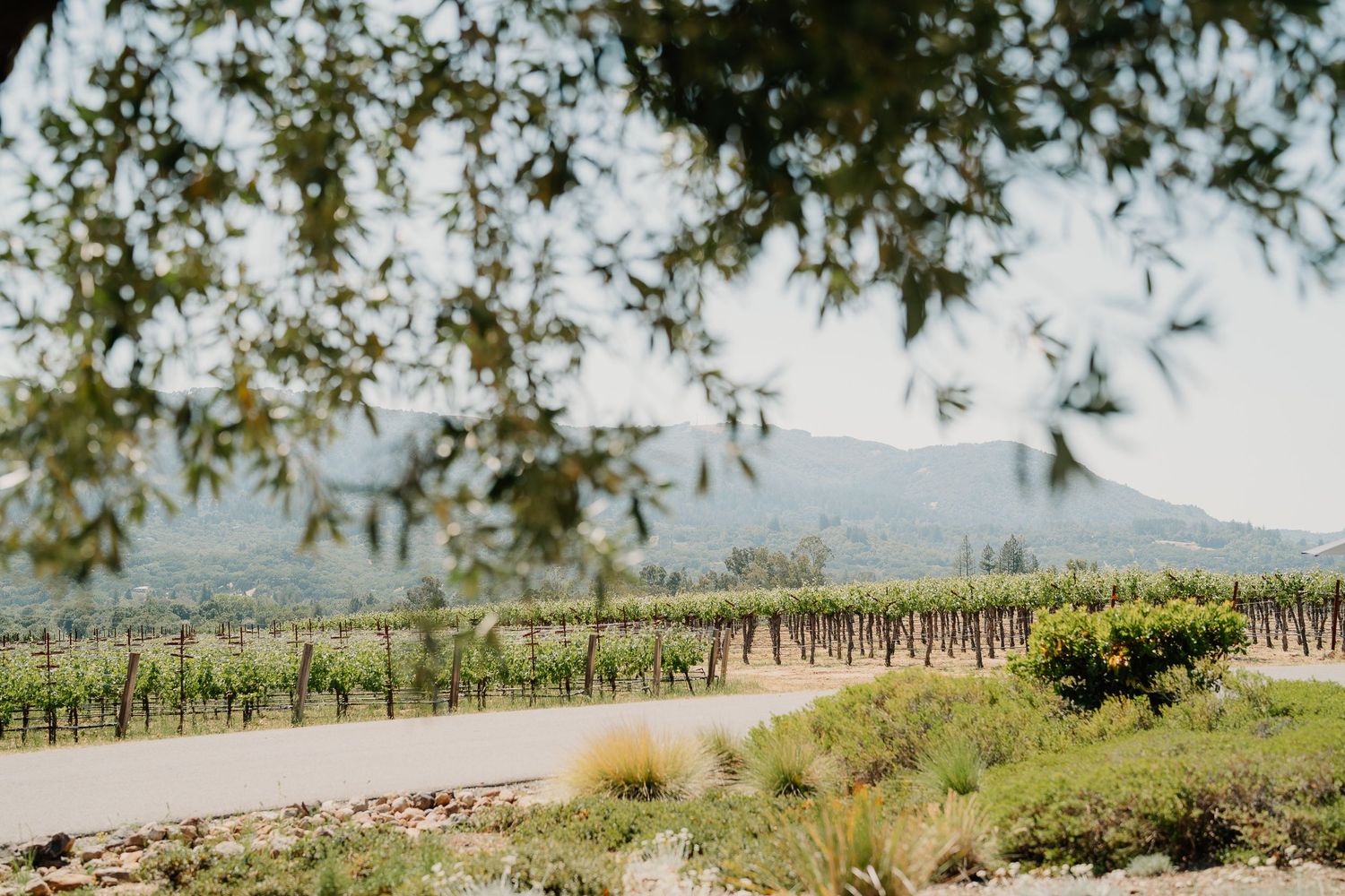 Scenic vineyard rows stretch across a hillside landscape with overhanging tree branches framing the rural countryside view.