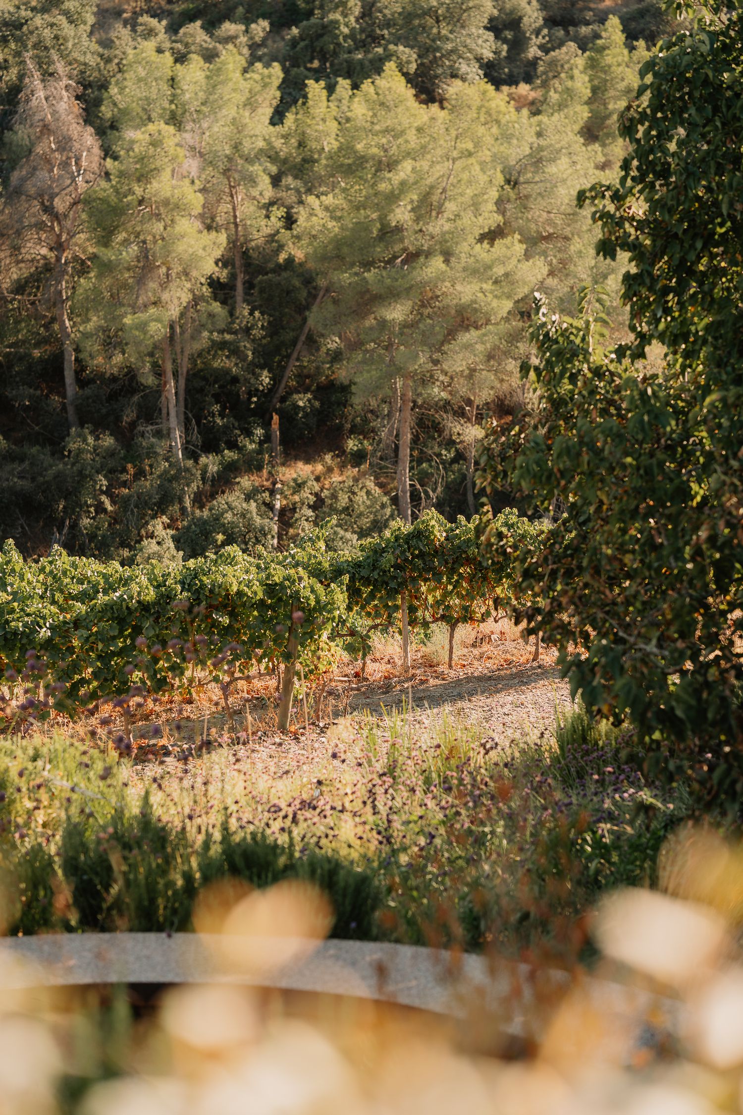 Scenic vineyard landscape with rows of grapevines stretching into a wooded hillside on a sunny autumn day.