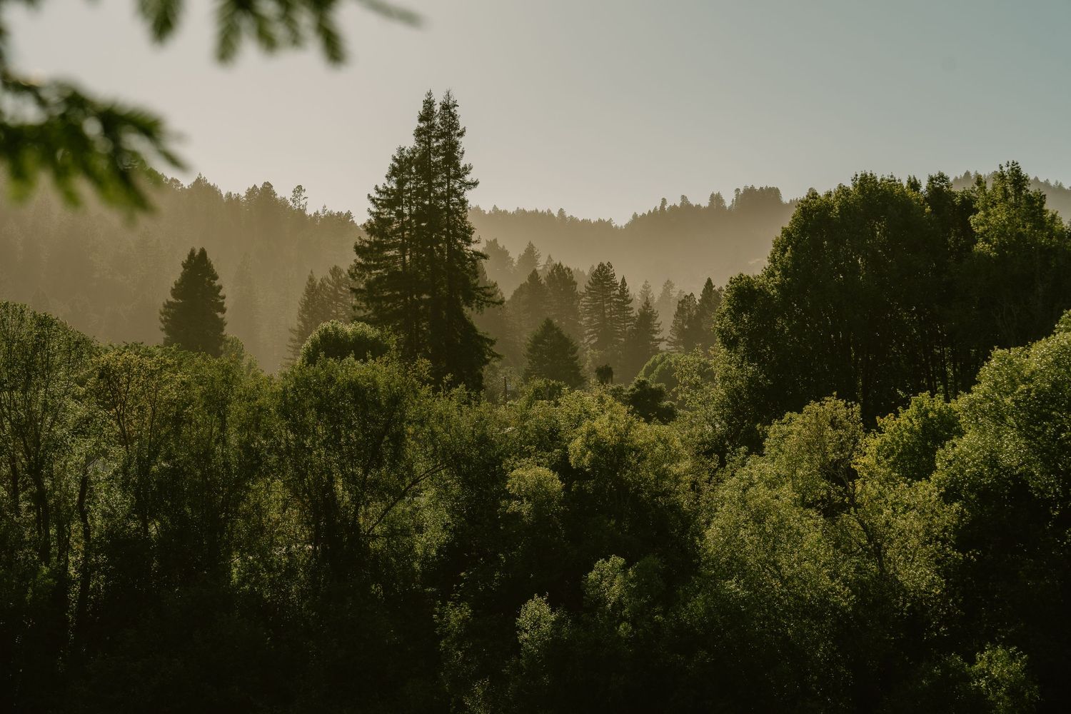 Misty forest landscape with tall evergreen and leafy trees shrouded in morning fog on a hillside.