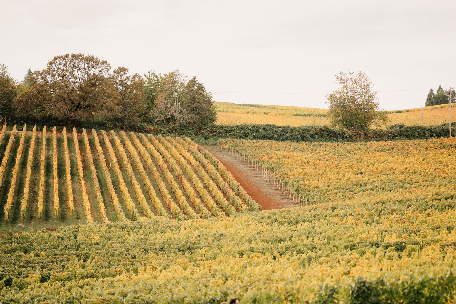 Rolling vineyard landscape with neat rows of grapevines stretching across golden hills under autumn sunlight.