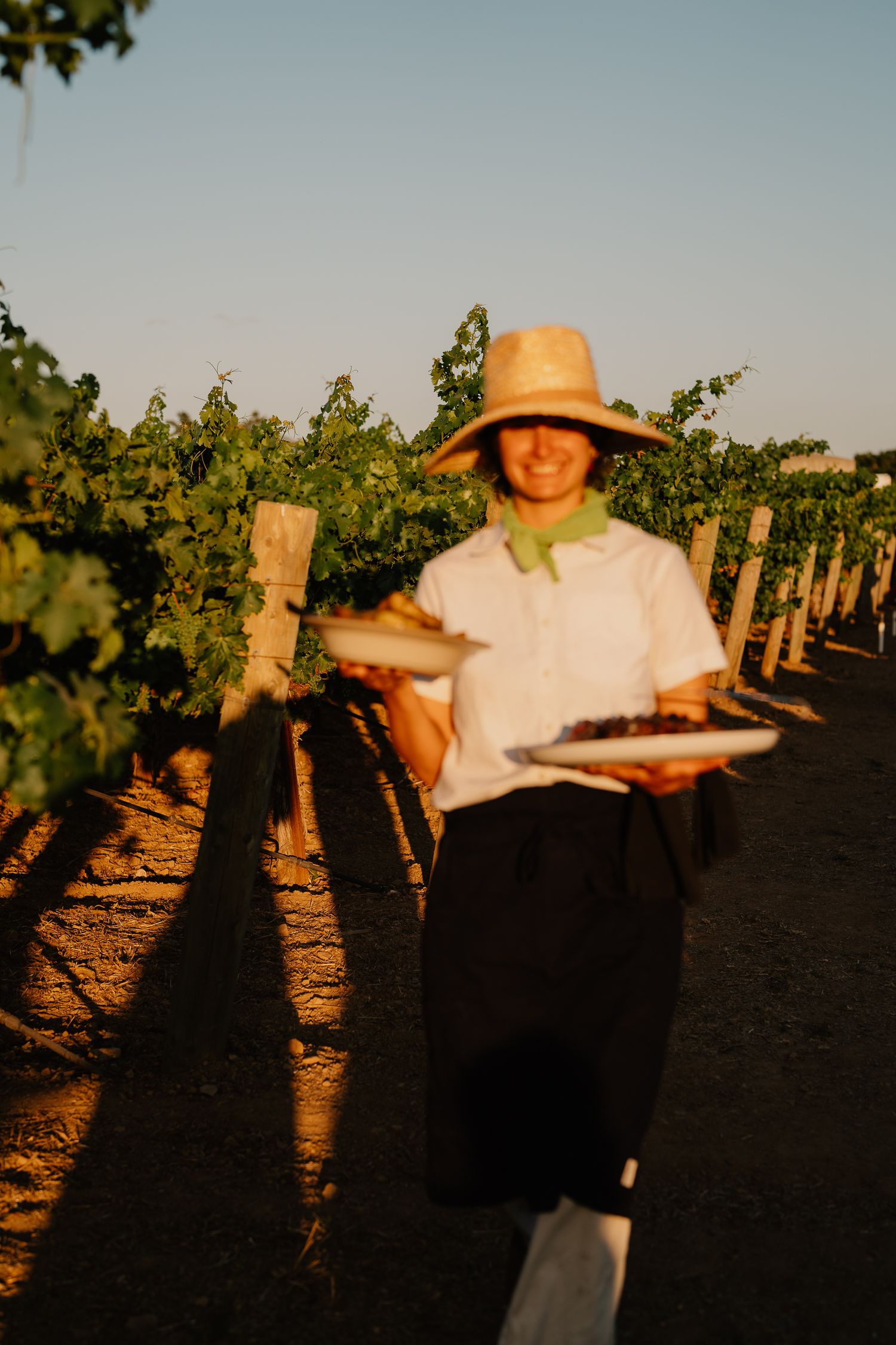 Sun casts long shadows across vineyard rows during golden hour.