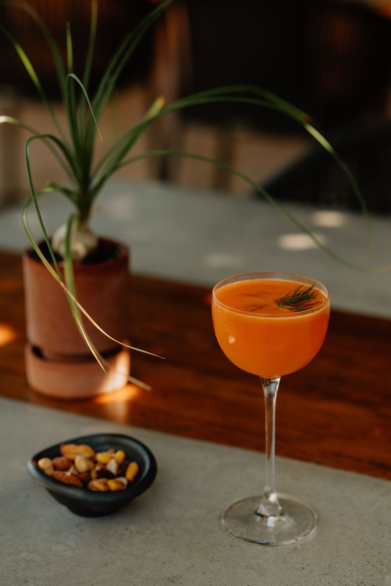 An elegant orange cocktail garnished with rosemary in a coupe glass beside a small bowl of nuts and a potted plant.