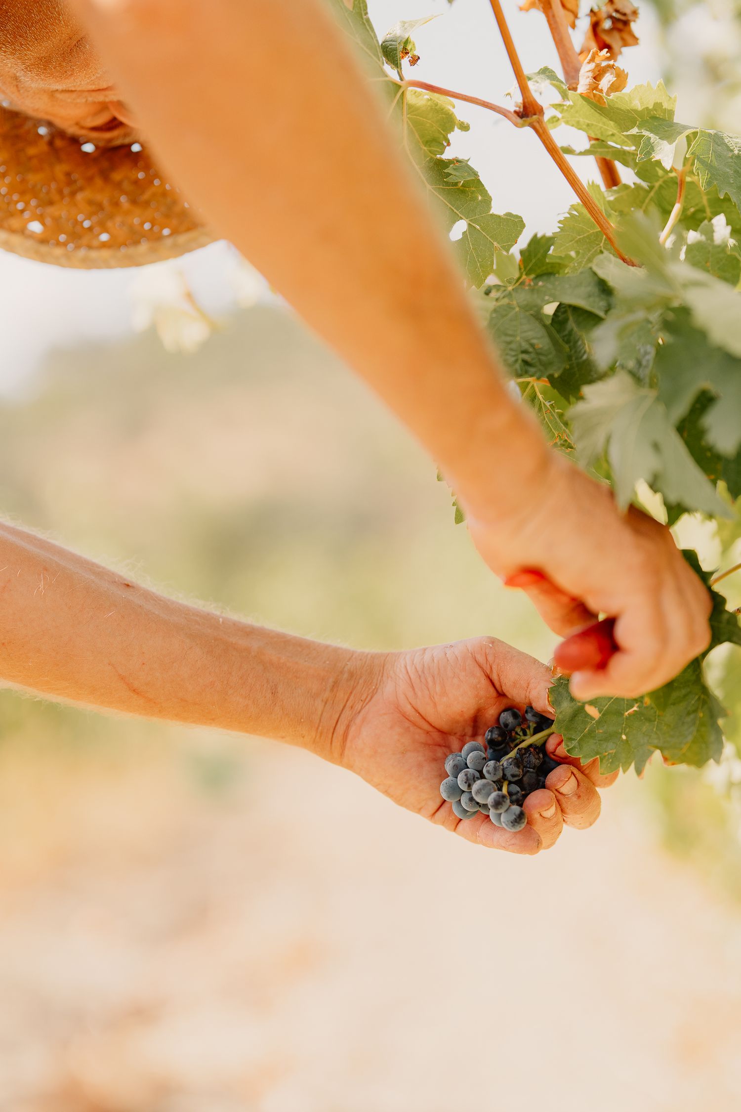 Close-up view of hands harvesting ripe purple wine grapes from grapevines in a sunny vineyard.