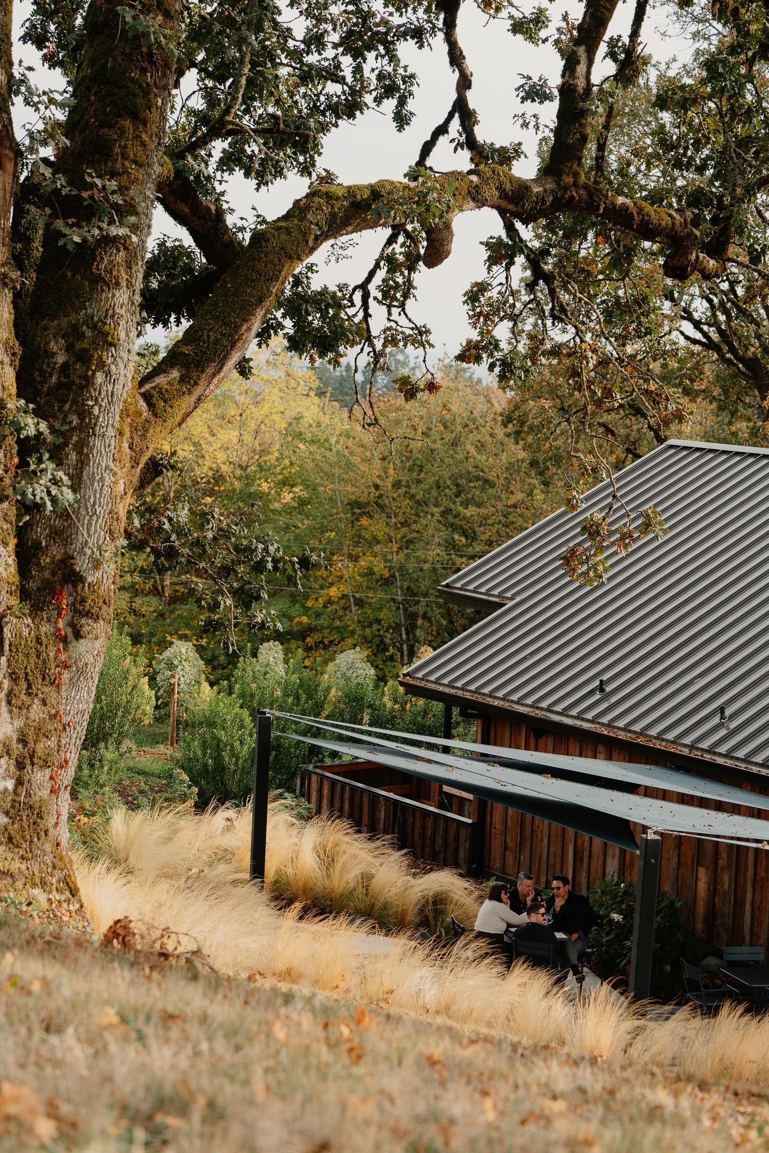 Modern wooden cabin with metal roof nestled among tall oak trees and golden dried grass in a tranquil forest setting.