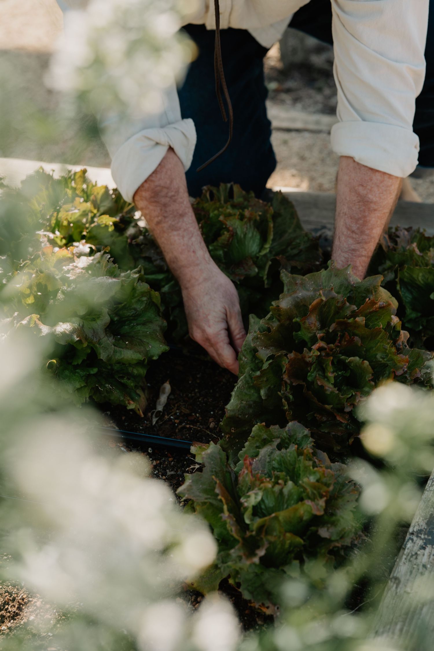 Farmer harvesting fresh red leaf lettuce from a raised garden bed in soft sunlight.