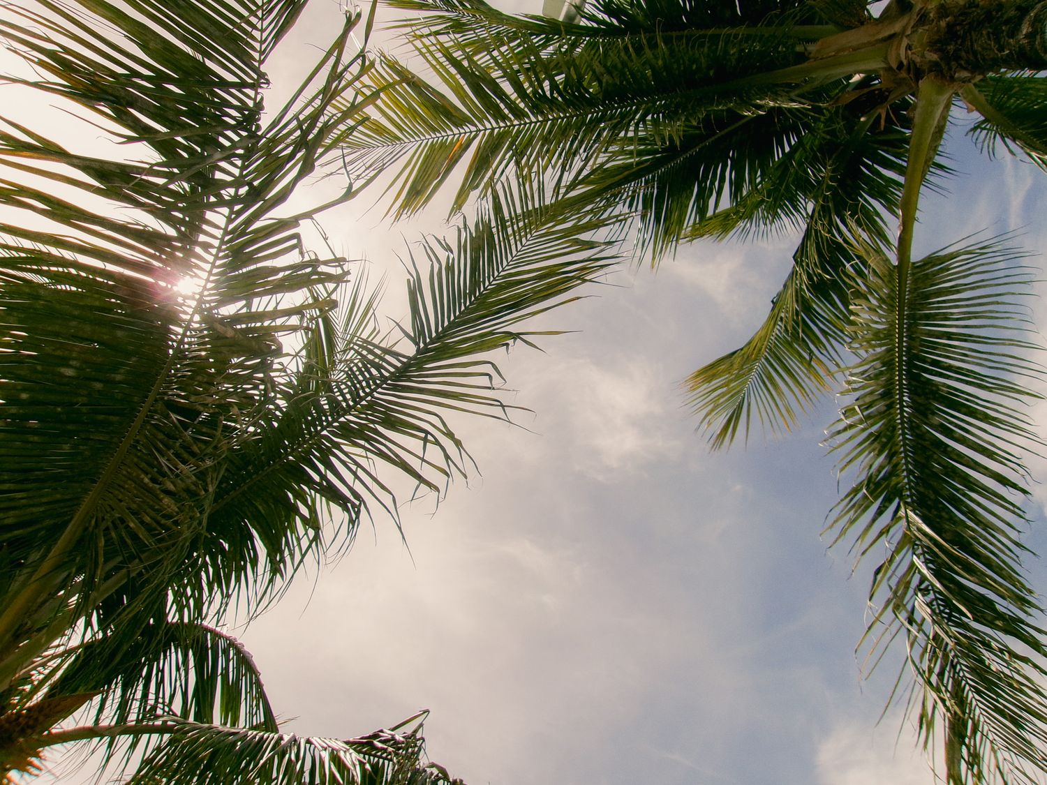 Looking up through tall palm trees against a bright blue sky with white fluffy clouds.