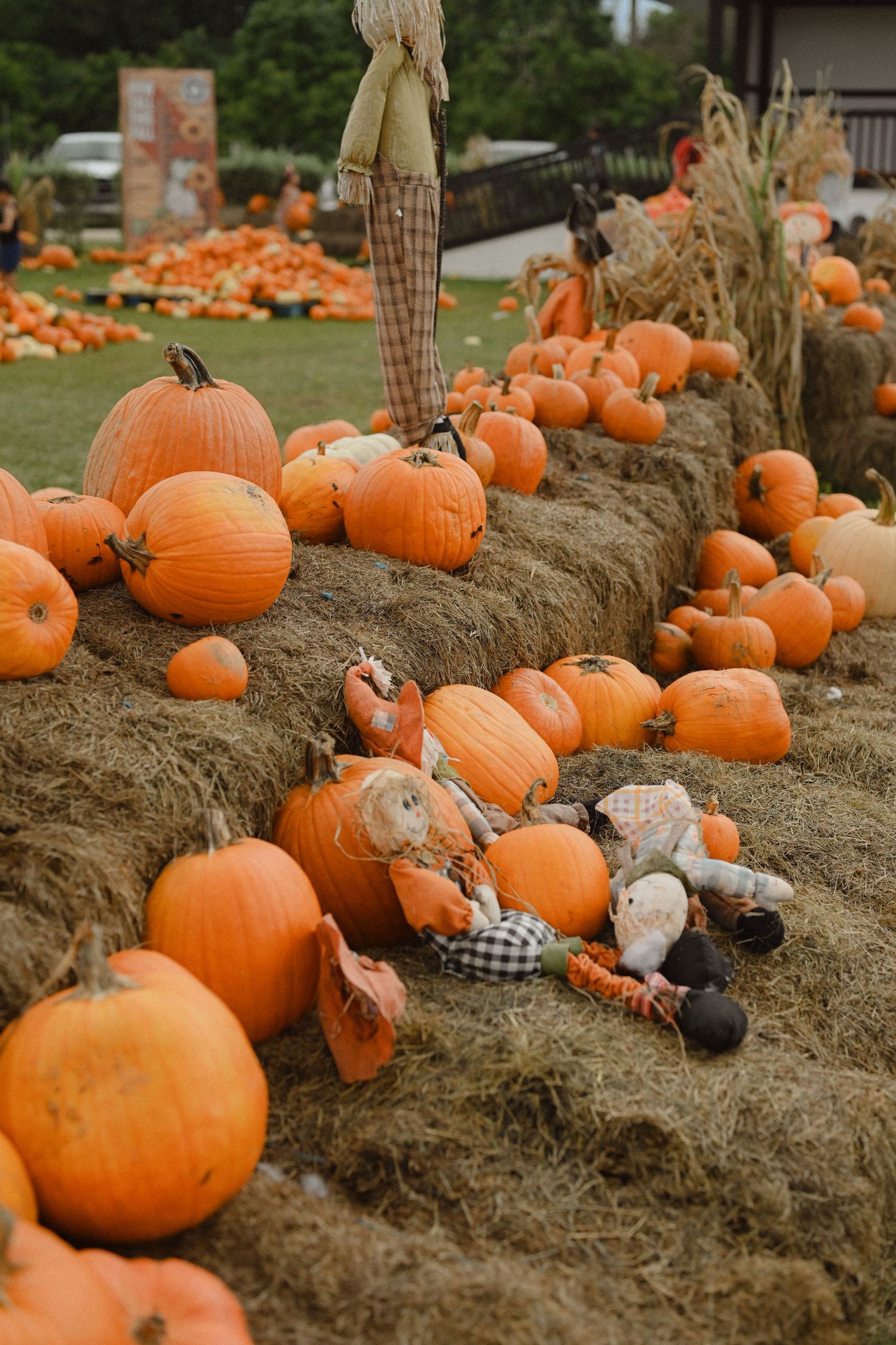 Row of orange pumpkins arranged on dirt mound with fall decorations and dried corn stalks.