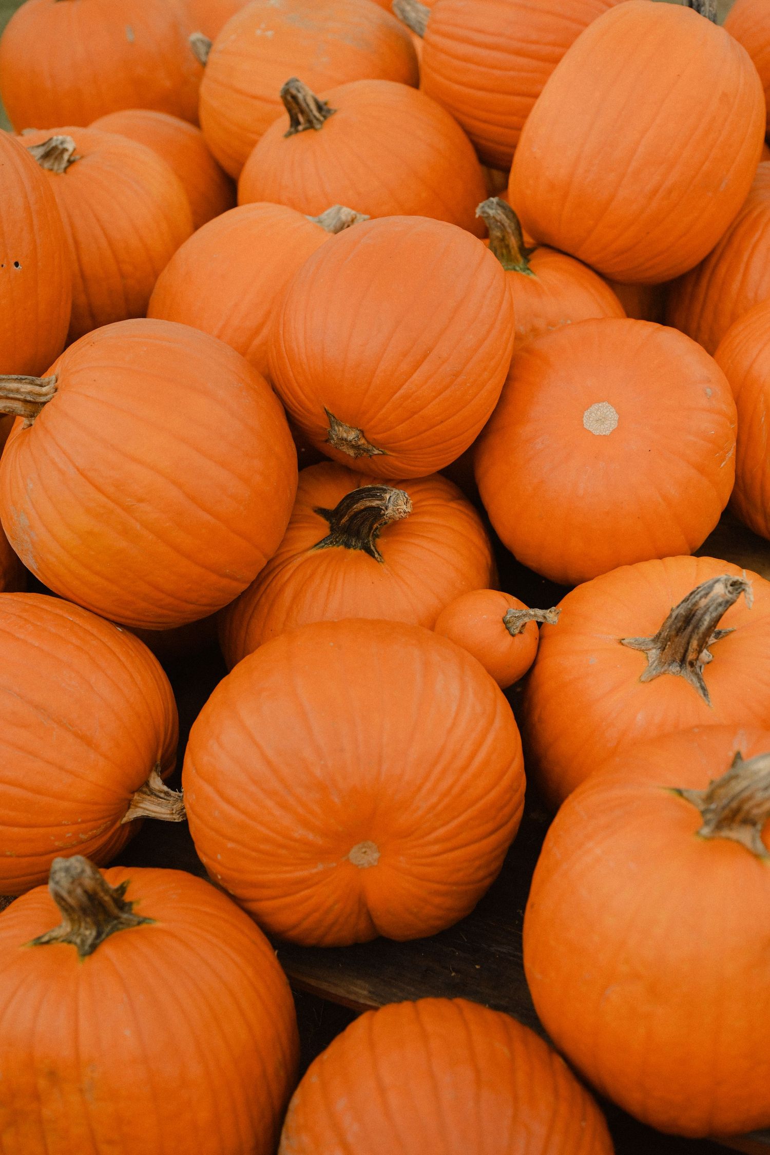 Bright orange pumpkins clustered together in rows at a pumpkin patch.